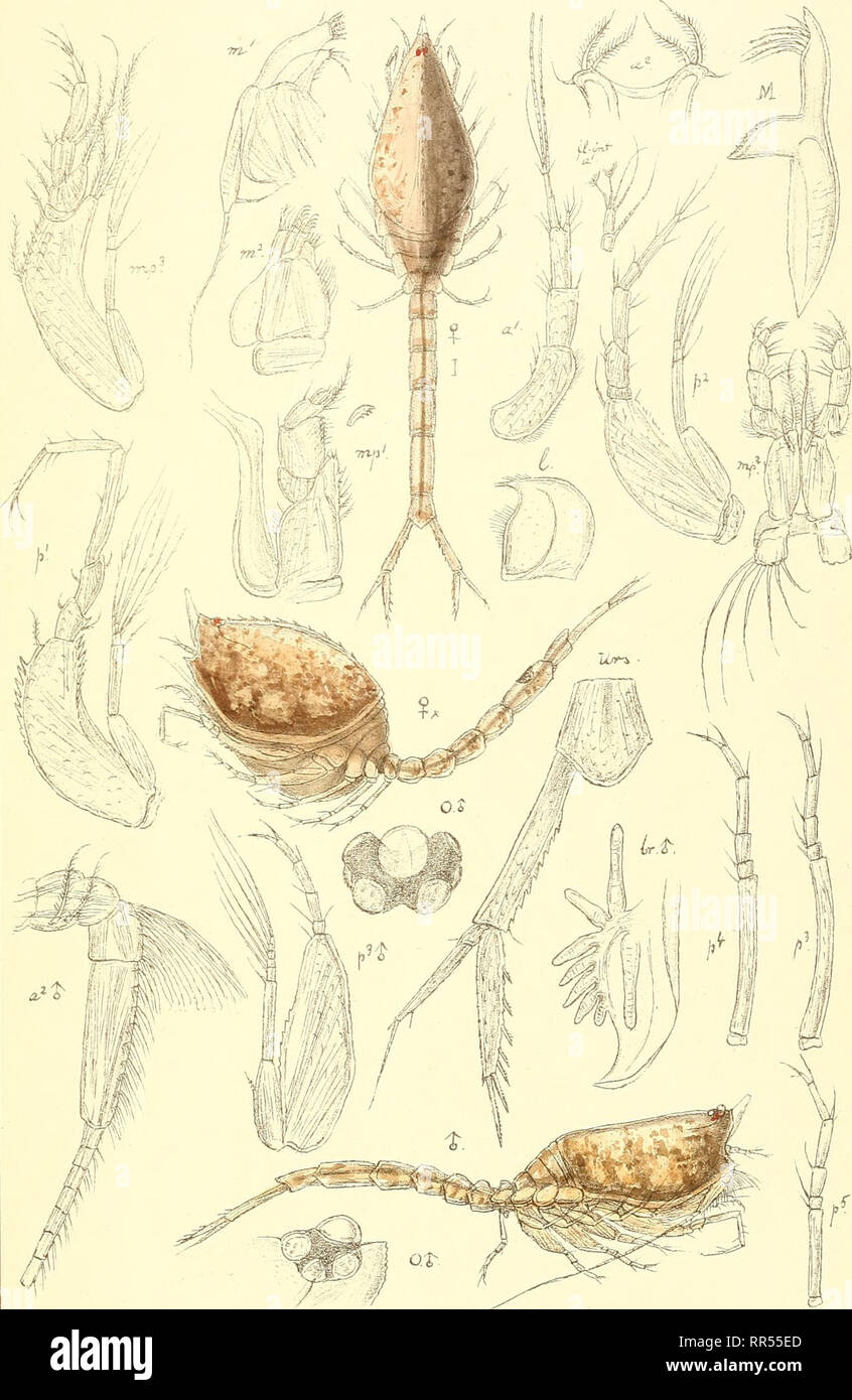 . An account of the Crustacea of Norway, with short descriptions and figures of all the species. Crustacea -- Norway. Nannastacidae. Cumace a. PI. LV.. G.O. Sars autogr Cumella pygmaea, G.O. Sars. Trykt i den private Opmaaling.Chra.. Please note that these images are extracted from scanned page images that may have been digitally enhanced for readability - coloration and appearance of these illustrations may not perfectly resemble the original work.. Sars, G. O. (Georg Ossian), 1837-1927. Christiania, Copenhagen, A. Cammermeyer Stock Photo