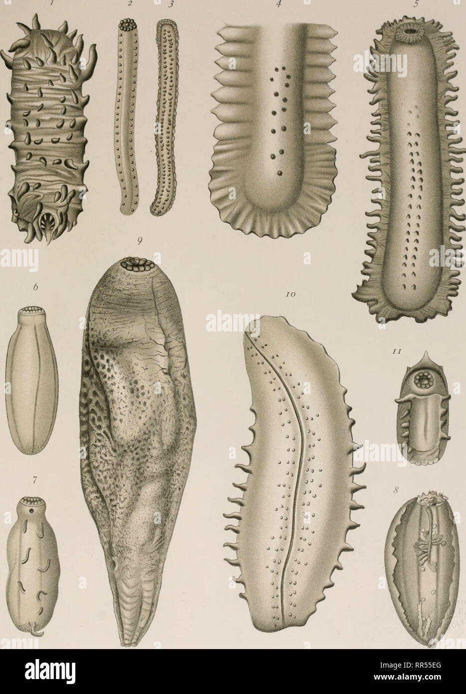 . An account of the deep sea holothurioidea collected by the Royal Indian Marine Survey ship Investigator. Echinodermata; Holothurians. HOLOTHURIES DE L'INVESTIGATOR PL.V.. ; Winter lith. Francfort s. M. T. Synallactcs rigidus. — 2-3. Apodogaster Alcocki. — 4. Pcrizona magna. — 5. Pelopatides gtiatinosHS. 6-8. Gephyrothiiria Alcocki. — g. Trochostoma concolor. — 10. Bathyplotes variabilis. — 11. Peniagone stabilis.. Please note that these images are extracted from scanned page images that may have been digitally enhanced for readability - coloration and appearance of these illustrations may no Stock Photo