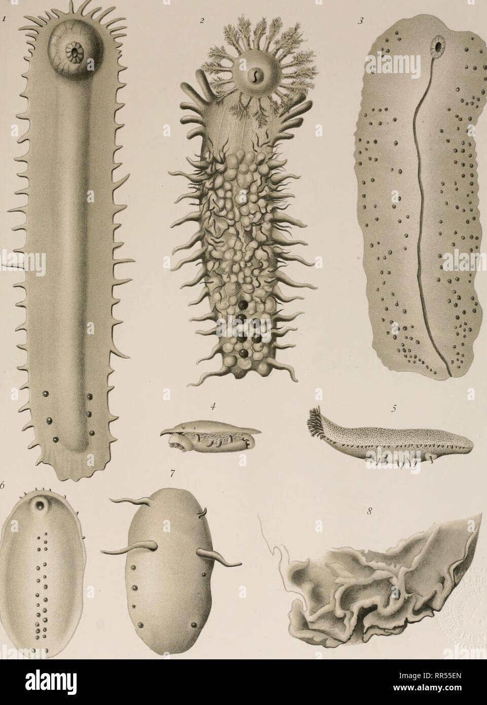 . An account of the deep sea holothurioidea collected by the Royal