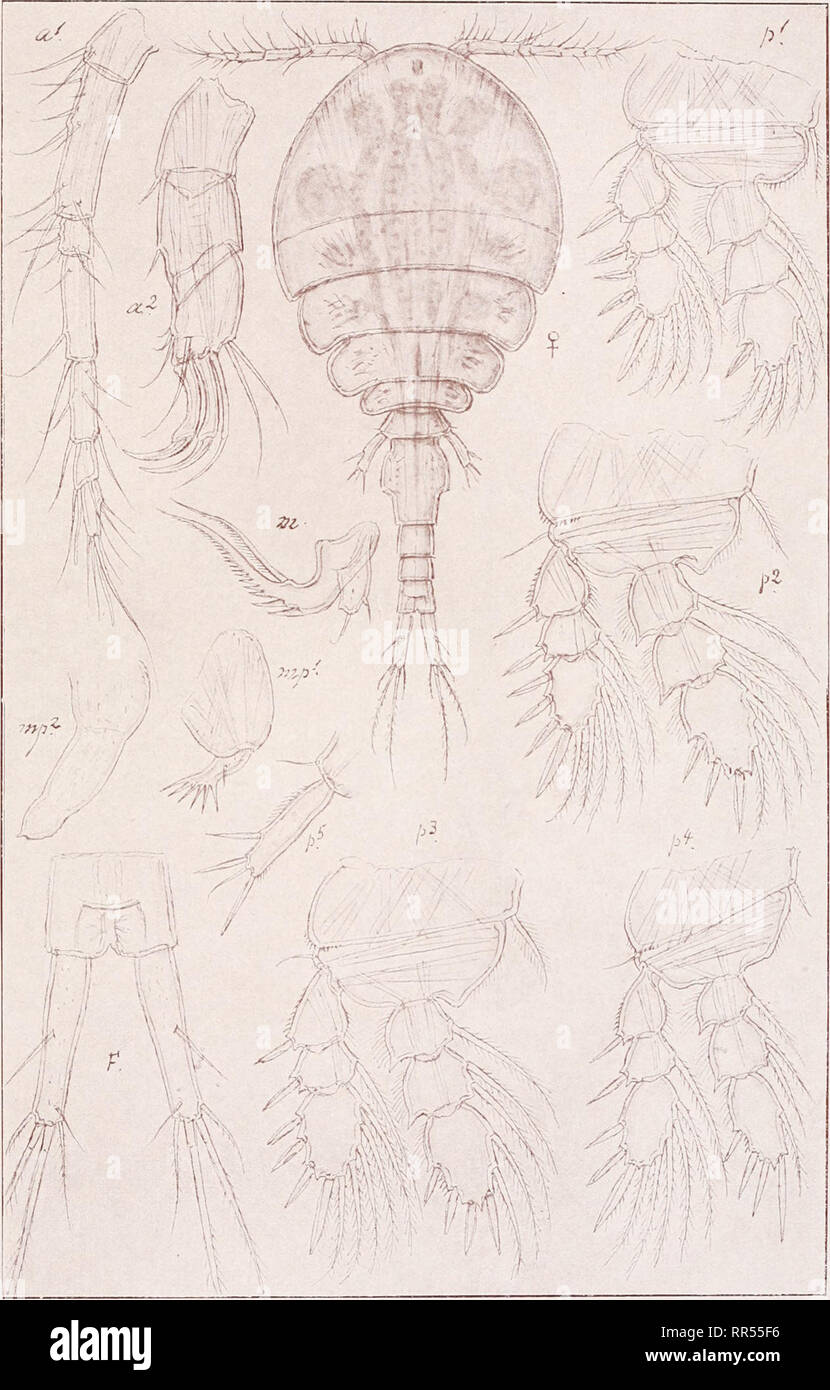 . An account of the Crustacea of Norway, with short descriptions and figures of all the species. Crustacea -- Norway. Lichomolgidae Copepoda Cyclopoida PI. civ ! ^v ' ^/-^ •. G. O. Sars, del. Pseudomolgus dilatatus, G. O. Sars. Please note that these images are extracted from scanned page images that may have been digitally enhanced for readability - coloration and appearance of these illustrations may not perfectly resemble the original work.. Sars, G. O. (Georg Ossian), 1837-1927. Christiania, Copenhagen, A. Cammermeyer Stock Photo