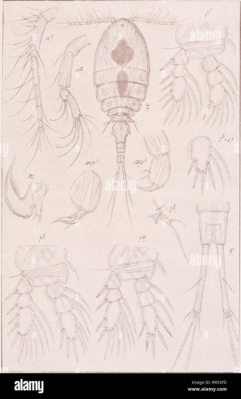 . An account of the Crustacea of Norway, with short descriptions and figures of all the species. Crustacea -- Norway. Lichomolgidae Copepoda Cyclopoida PI. CM '. G. O. Sars, del. Hermanella tenuicaudis, 6. O. Sars. Please note that these images are extracted from scanned page images that may have been digitally enhanced for readability - coloration and appearance of these illustrations may not perfectly resemble the original work.. Sars, G. O. (Georg Ossian), 1837-1927. Christiania, Copenhagen, A. Cammermeyer Stock Photo