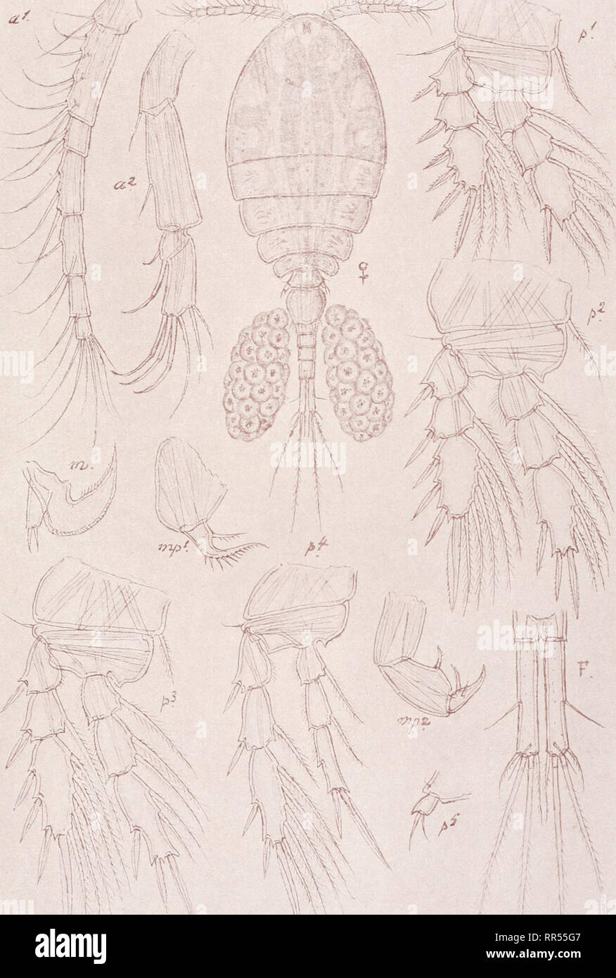 . An account of the Crustacea of Norway, with short descriptions and figures of all the species. Crustacea -- Norway. Lichomolgidae Copepoda Cyclopoida PI. xcix. G. O. Sars, del. Hermannella parva, Norm. &amp; Scott. Please note that these images are extracted from scanned page images that may have been digitally enhanced for readability - coloration and appearance of these illustrations may not perfectly resemble the original work.. Sars, G. O. (Georg Ossian), 1837-1927. Christiania, Copenhagen, A. Cammermeyer Stock Photo