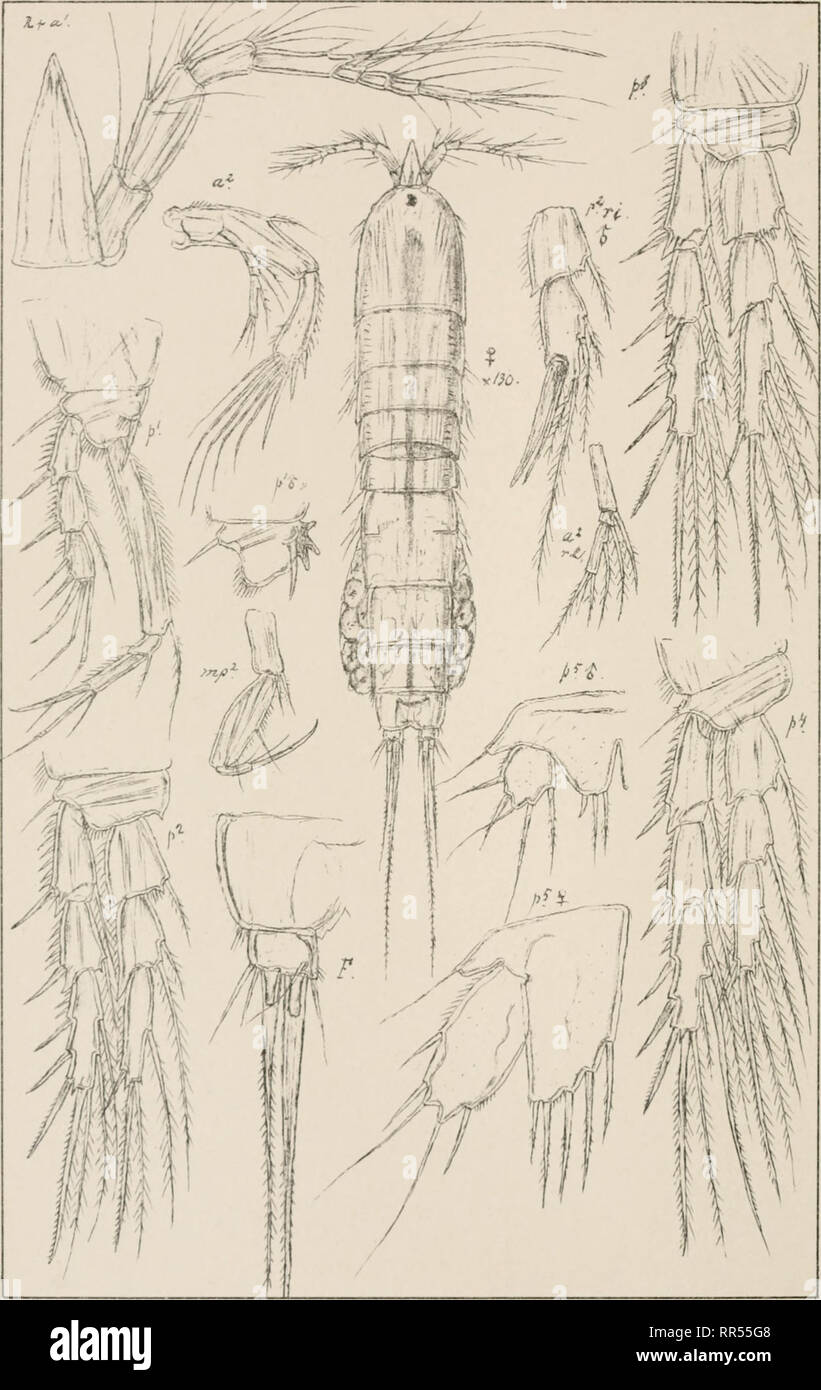 . An account of the Crustacea of Norway, with short descriptions and figures of all the species. Crustacea -- Norway. Diosaccidas Copepoda Harpacticoida P1.XCVII. ( B - &amp;. G.O.Sars autogr Amphiascus imus (Brady) Norsk lithgr. Officin. Please note that these images are extracted from scanned page images that may have been digitally enhanced for readability - coloration and appearance of these illustrations may not perfectly resemble the original work.. Sars, G. O. (Georg Ossian), 1837-1927. Christiania, Copenhagen, A. Cammermeyer Stock Photo