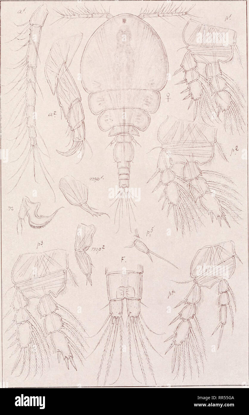 . An account of the Crustacea of Norway, with short descriptions and figures of all the species. Crustacea -- Norway. Lichomolgidae Copepoda Cyclopoida PI. xcvin. G. O. Sars, del. Hermannella valida, G. O. Sars. Please note that these images are extracted from scanned page images that may have been digitally enhanced for readability - coloration and appearance of these illustrations may not perfectly resemble the original work.. Sars, G. O. (Georg Ossian), 1837-1927. Christiania, Copenhagen, A. Cammermeyer Stock Photo