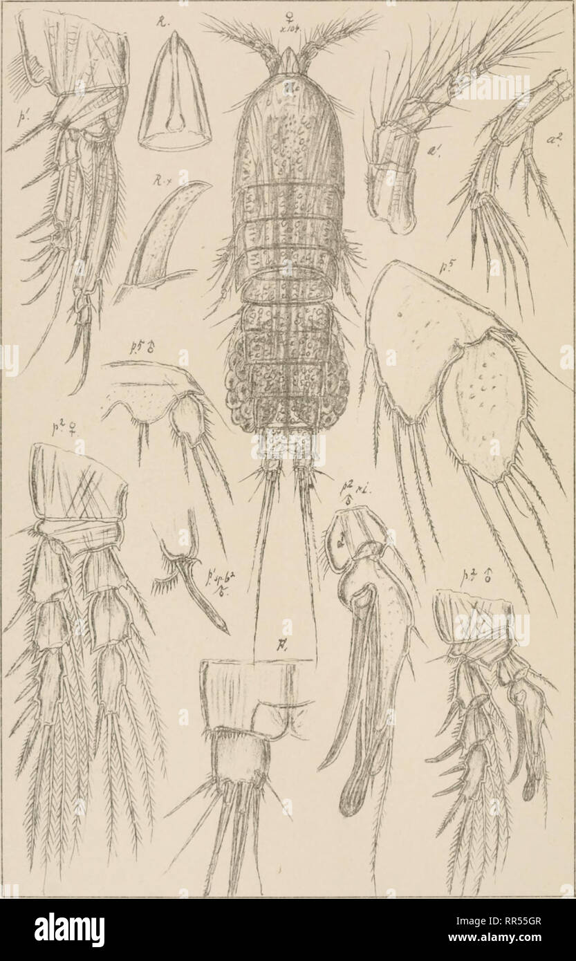 . An account of the Crustacea of Norway, with short descriptions and figures of all the species. Crustacea -- Norway. Diosaccidae Copepoda Harpacticoida. G.D. Sars. autogr. Amphiascus nasutus (Boeck) Norsk Lrthgp. Offioin.. Please note that these images are extracted from scanned page images that may have been digitally enhanced for readability - coloration and appearance of these illustrations may not perfectly resemble the original work.. Sars, G. O. (Georg Ossian), 1837-1927. Christiania, Copenhagen, A. Cammermeyer Stock Photo