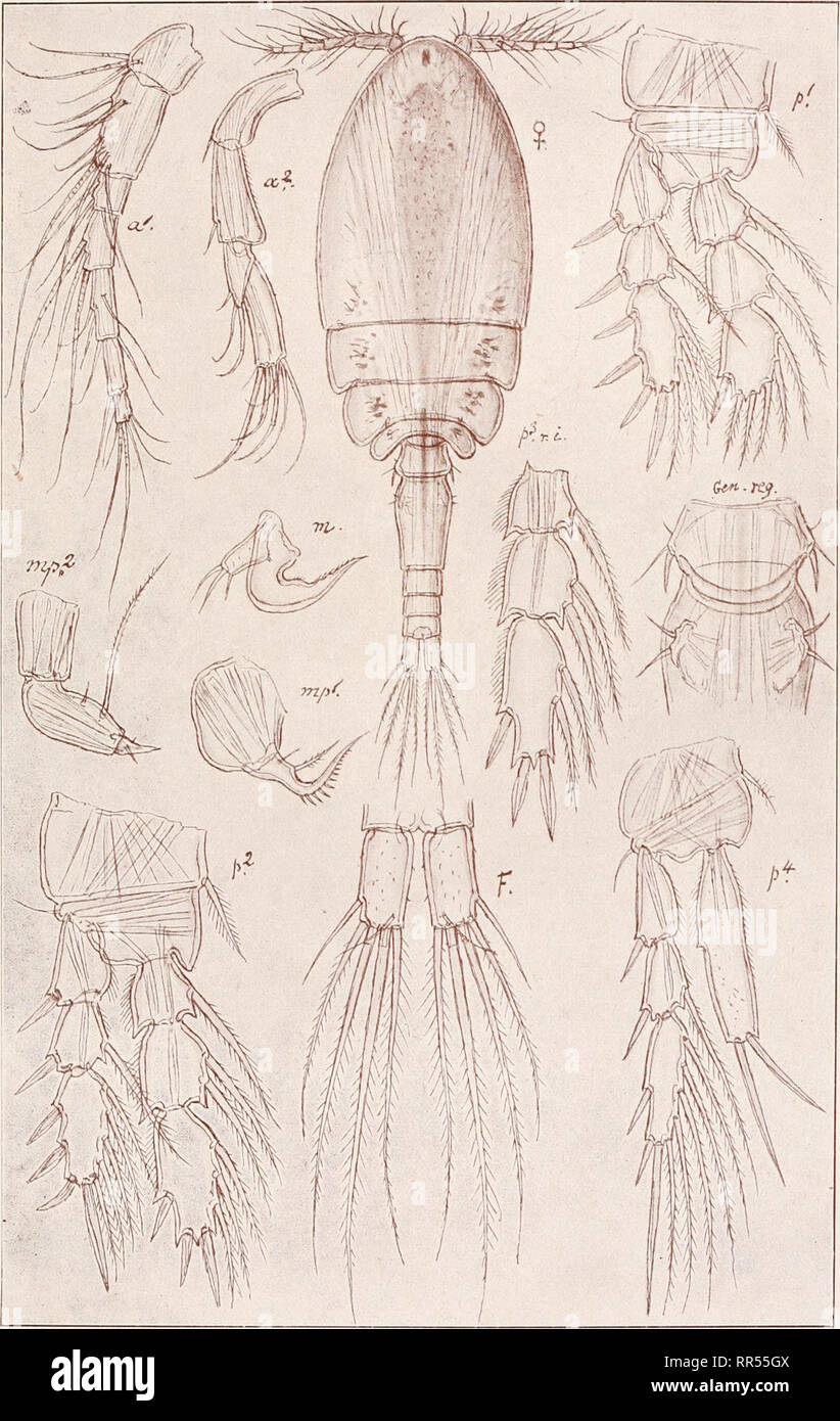 . An account of the Crustacea of Norway, with short descriptions and figures of all the species. Crustacea -- Norway. Lichomolgidae. Copepoda, Cyclopoida. PI. xcvi.. G. O. Sars, del. Pseudanthessius Sauvagei, Canu.. Please note that these images are extracted from scanned page images that may have been digitally enhanced for readability - coloration and appearance of these illustrations may not perfectly resemble the original work.. Sars, G. O. (Georg Ossian), 1837-1927. Christiania, Copenhagen, A. Cammermeyer Stock Photo