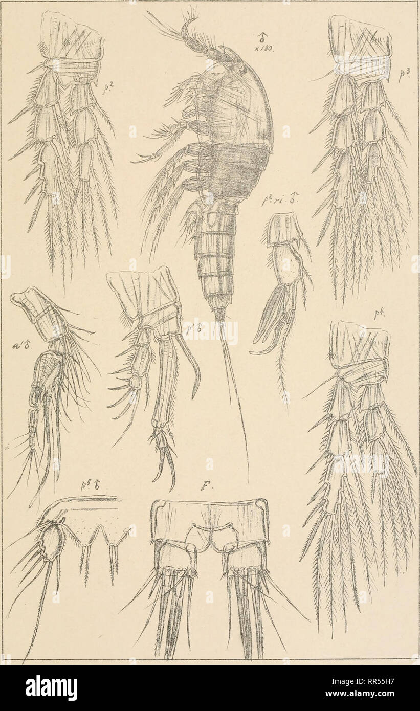 . An account of the Crustacea of Norway, with short descriptions and figures of all the species. Crustacea -- Norway. Diosaccidae Gopepoda Harpacticoida. G.O. Sars, autogr. Amphiascus cinctus (daus) (continued) Norsk L'thgr. Officin.. Please note that these images are extracted from scanned page images that may have been digitally enhanced for readability - coloration and appearance of these illustrations may not perfectly resemble the original work.. Sars, G. O. (Georg Ossian), 1837-1927. Christiania, Copenhagen, A. Cammermeyer Stock Photo