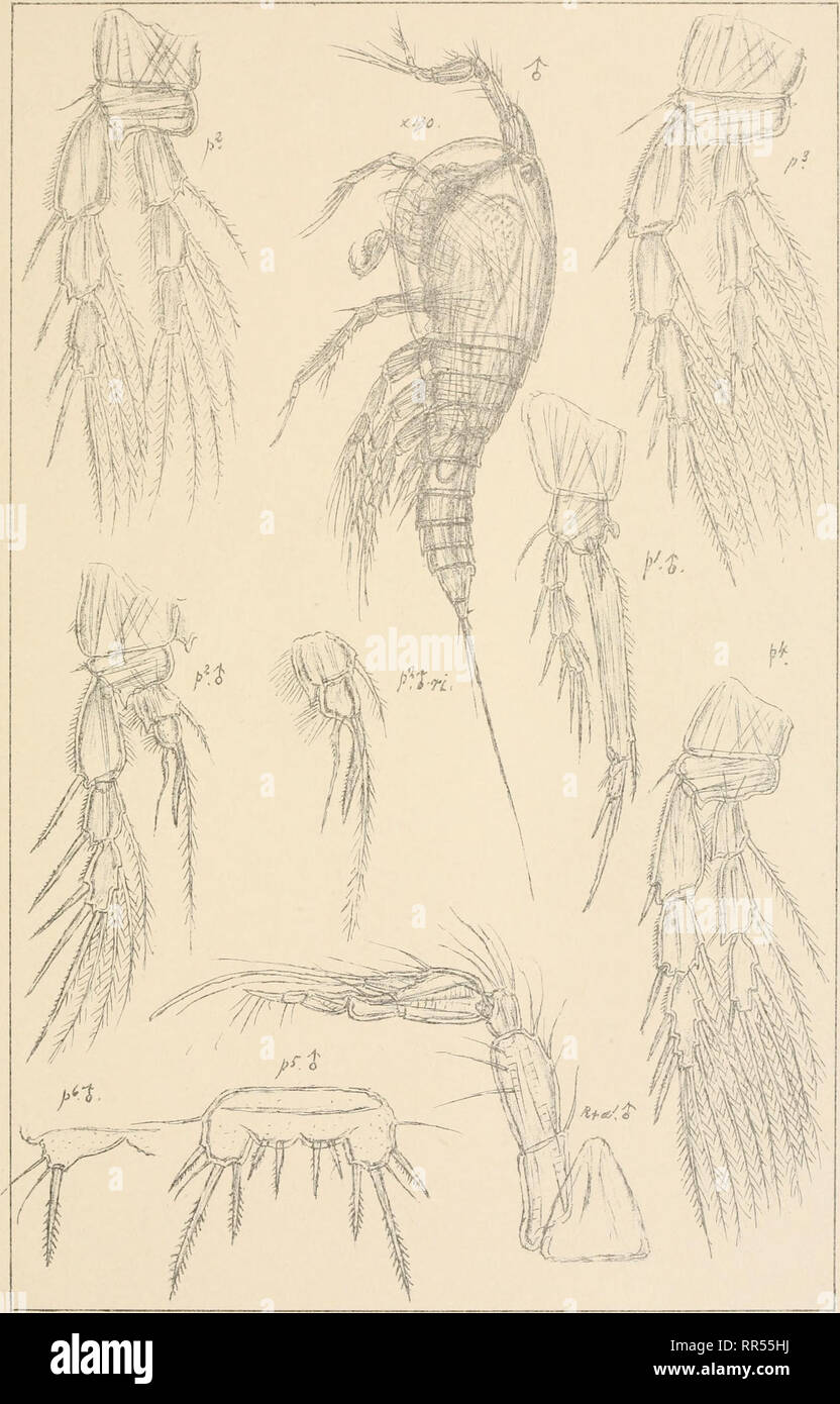 . An account of the Crustacea of Norway, with short descriptions and figures of all the species. Crustacea -- Norway. Diosaccidas Copepoda Harpacticoida Pl.XC. G.O. Sars. autogr. Norsk Lithgi. Officin. Diosaccus tenuicornis,(Claus) (continued). Please note that these images are extracted from scanned page images that may have been digitally enhanced for readability - coloration and appearance of these illustrations may not perfectly resemble the original work.. Sars, G. O. (Georg Ossian), 1837-1927. Christiania, Copenhagen, A. Cammermeyer Stock Photo