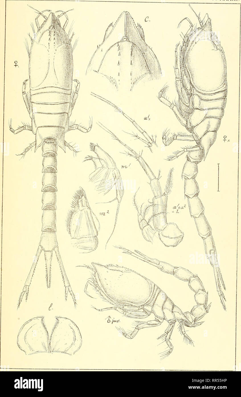 . An account of the Crustacea of Norway, with short descriptions and figures of all the species. Crustacea -- Norway. Diastylidae. Oumace a, PI. XXXIII.. G-0- Sars auto^r, Diastylis Rathkei, (Kroyer.) Trykt iden private Opfnaaltng,Chra.. Please note that these images are extracted from scanned page images that may have been digitally enhanced for readability - coloration and appearance of these illustrations may not perfectly resemble the original work.. Sars, G. O. (Georg Ossian), 1837-1927. Christiania, Copenhagen, A. Cammermeyer Stock Photo