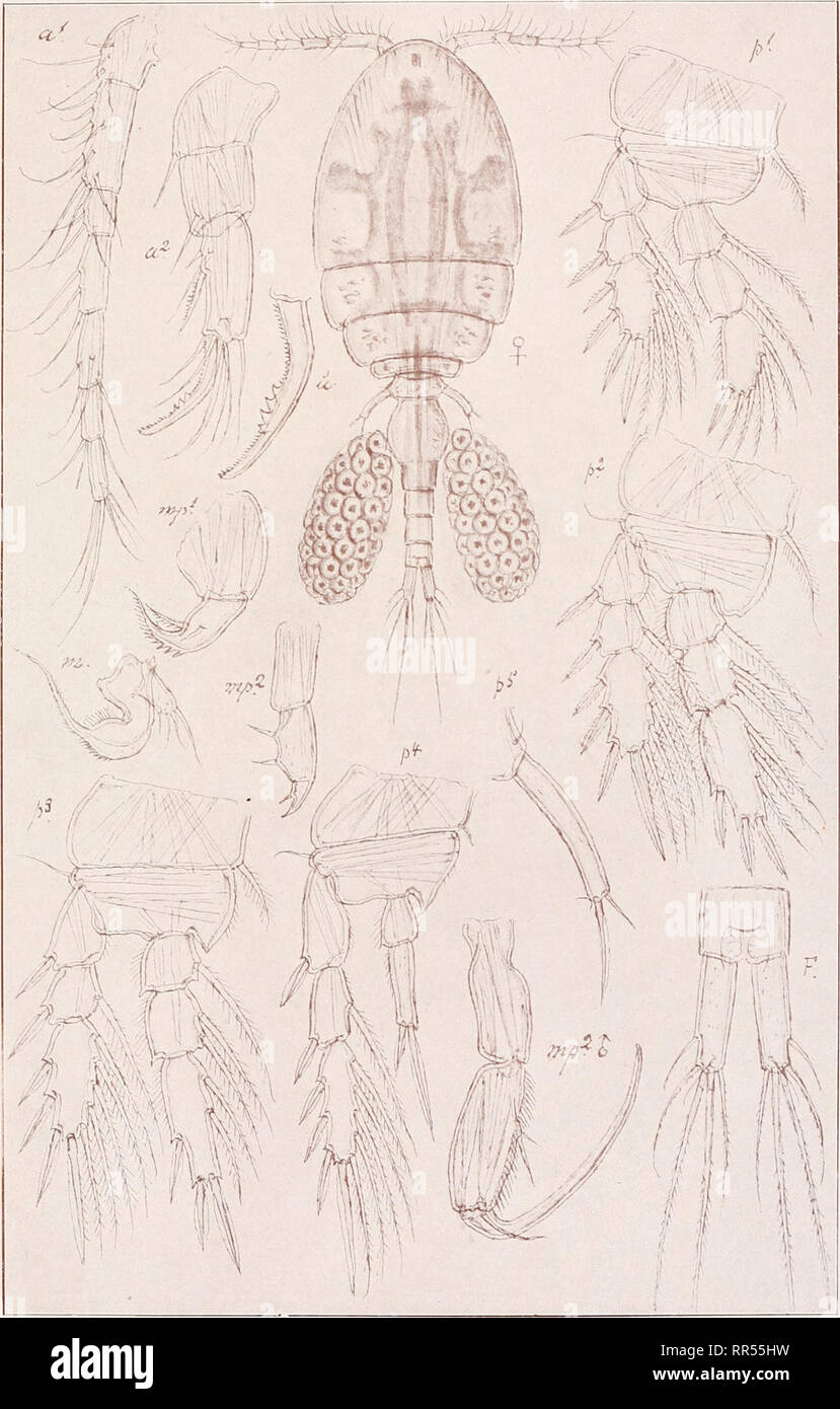 . An account of the Crustacea of Norway, with short descriptions and figures of all the species. Crustacea -- Norway. LichomolgidaB. Copepoda, Cyclopoida. PI. xci. ;v jr  ''• 1. G. O. Sars, del. Macrocheiron fucicolum, Brady.. Please note that these images are extracted from scanned page images that may have been digitally enhanced for readability - coloration and appearance of these illustrations may not perfectly resemble the original work.. Sars, G. O. (Georg Ossian), 1837-1927. Christiania, Copenhagen, A. Cammermeyer Stock Photo