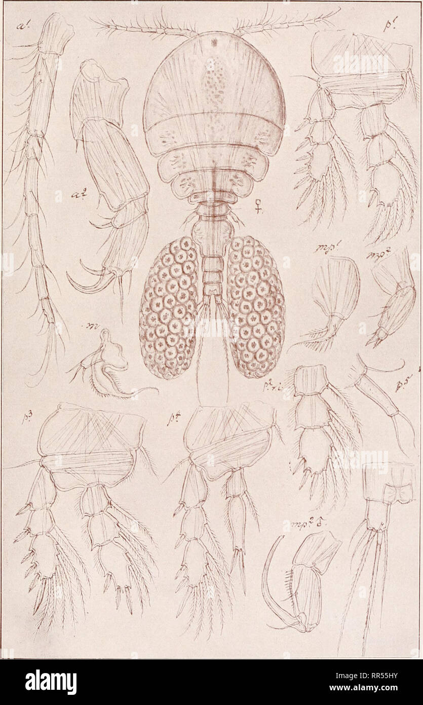 . An account of the Crustacea of Norway, with short descriptions and figures of all the species. Crustacea -- Norway. Lichomolgidae. Copepoda. Cyclopoida. PI. xc. J . tfti. G. O. Sars, del. Lichomolgus agilis, Leydig.. Please note that these images are extracted from scanned page images that may have been digitally enhanced for readability - coloration and appearance of these illustrations may not perfectly resemble the original work.. Sars, G. O. (Georg Ossian), 1837-1927. Christiania, Copenhagen, A. Cammermeyer Stock Photo