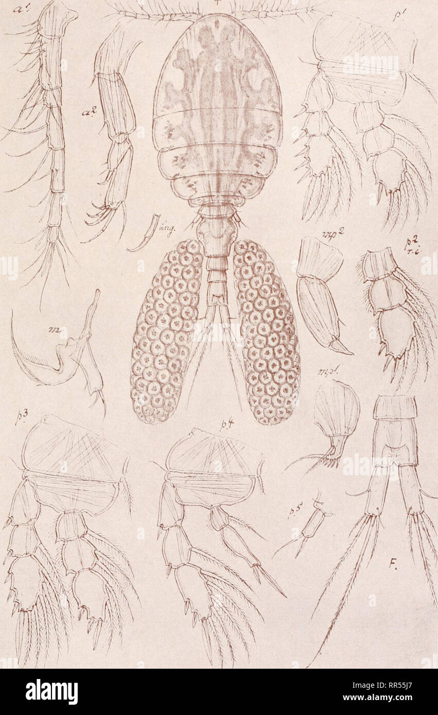 . An account of the Crustacea of Norway, with short descriptions and figures of all the species. Crustacea -- Norway. Lichomolgidae. Copepoda, Cyclopoida. PI. LXXXVIII. r. ,. 6. O. Sars, del. Lichomolgus Poucheti, Canu.. Please note that these images are extracted from scanned page images that may have been digitally enhanced for readability - coloration and appearance of these illustrations may not perfectly resemble the original work.. Sars, G. O. (Georg Ossian), 1837-1927. Christiania, Copenhagen, A. Cammermeyer Stock Photo