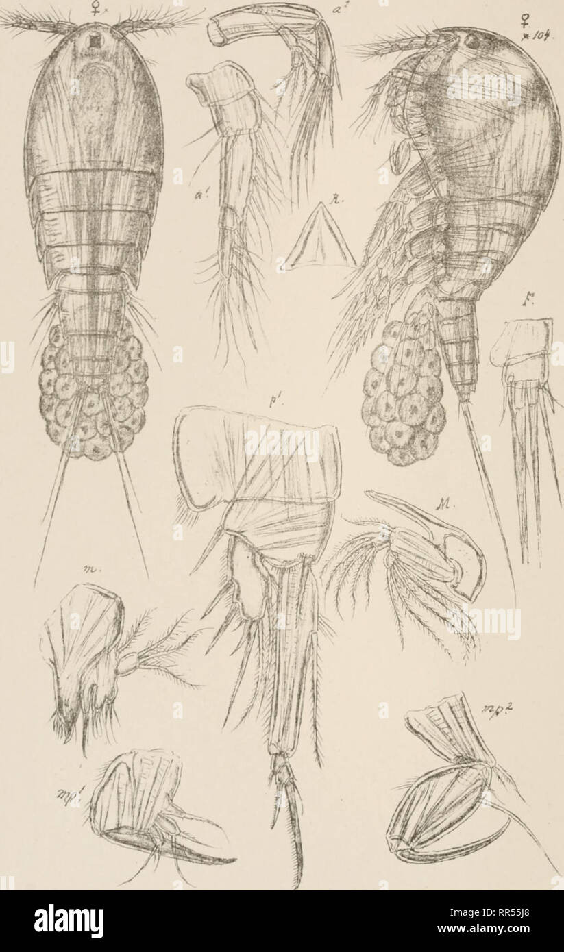 . An account of the Crustacea of Norway, with short descriptions and figures of all the species. Crustacea -- Norway. Thalestridae Copepoda Harpacticoida PLLXXXV. G .0. Sars. autogr. Westwoodia nobilis (Baird) Norsk Lithgr. Officin.. Please note that these images are extracted from scanned page images that may have been digitally enhanced for readability - coloration and appearance of these illustrations may not perfectly resemble the original work.. Sars, G. O. (Georg Ossian), 1837-1927. Christiania, Copenhagen, A. Cammermeyer Stock Photo
