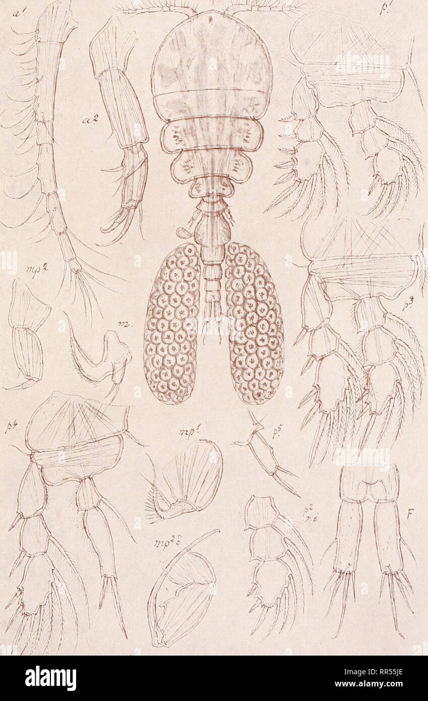 . An account of the Crustacea of Norway, with short descriptions and figures of all the species. Crustacea -- Norway. Lfchomolgidae. Copepoda, Cyclopoida. PI. LXXXVI. WA. G. O. Sars, del. Lichomolgus furcillaius, Thorell.. Please note that these images are extracted from scanned page images that may have been digitally enhanced for readability - coloration and appearance of these illustrations may not perfectly resemble the original work.. Sars, G. O. (Georg Ossian), 1837-1927. Christiania, Copenhagen, A. Cammermeyer Stock Photo