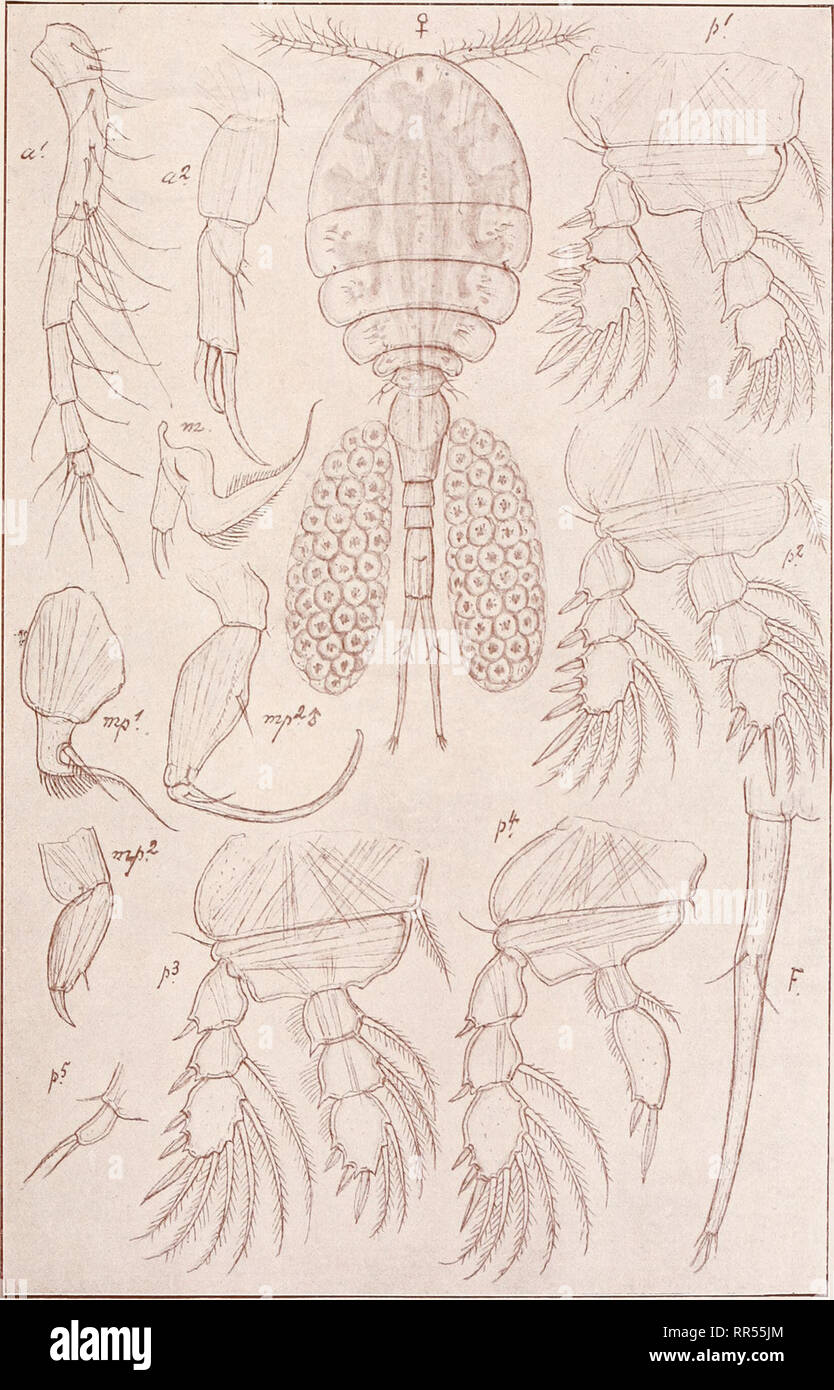 . An account of the Crustacea of Norway, with short descriptions and figures of all the species. Crustacea -- Norway. Lichomolgidae. Copepoda. Cyclopoida. PI. LXXXIV.. G. O. Sars, del. Lichomoigus forficula, Thorell.. Please note that these images are extracted from scanned page images that may have been digitally enhanced for readability - coloration and appearance of these illustrations may not perfectly resemble the original work.. Sars, G. O. (Georg Ossian), 1837-1927. Christiania, Copenhagen, A. Cammermeyer Stock Photo