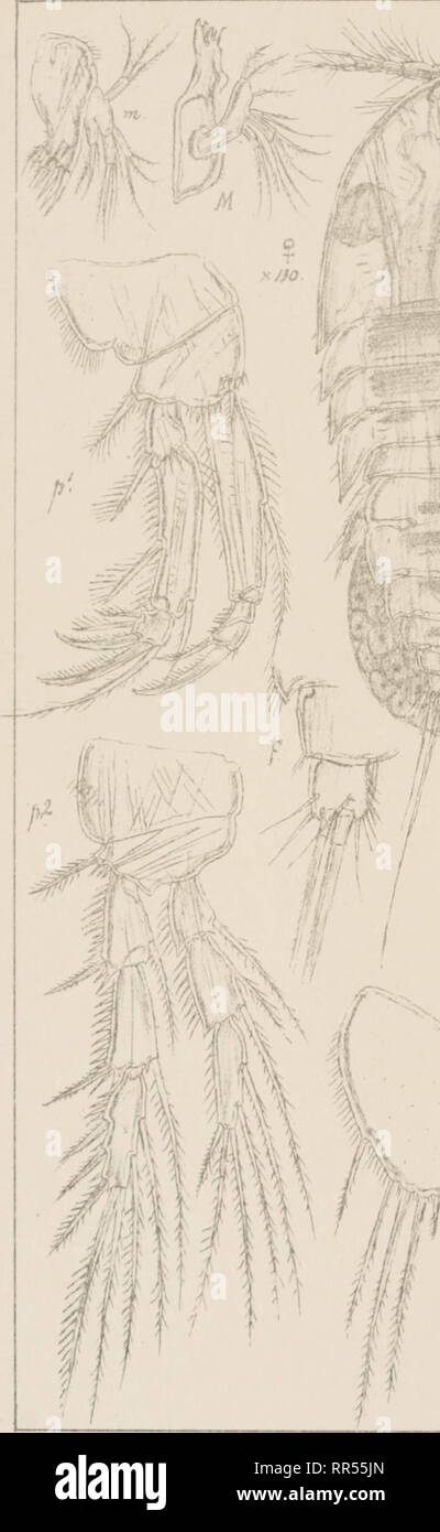. An account of the Crustacea of Norway, with short descriptions and figures of all the species. Crustacea -- Norway. ThaJestridae Copepoda Harpacticoida pi.Lxxxm. '. Please note that these images are extracted from scanned page images that may have been digitally enhanced for readability - coloration and appearance of these illustrations may not perfectly resemble the original work.. Sars, G. O. (Georg Ossian), 1837-1927. Christiania, Copenhagen, A. Cammermeyer Stock Photo