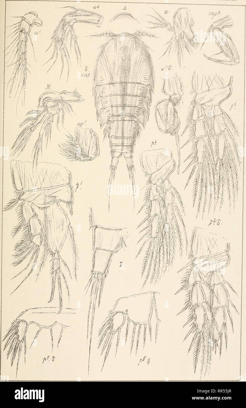 . An account of the Crustacea of Norway, with short descriptions and figures of all the species. Crustacea -- Norway. Thalestridae Copepoda Harpacticoida PI.rani. G .0. Sars, autogr. Idomene forficata, Philippi Norsk Liihgr. Officin.. Please note that these images are extracted from scanned page images that may have been digitally enhanced for readability - coloration and appearance of these illustrations may not perfectly resemble the original work.. Sars, G. O. (Georg Ossian), 1837-1927. Christiania, Copenhagen, A. Cammermeyer Stock Photo