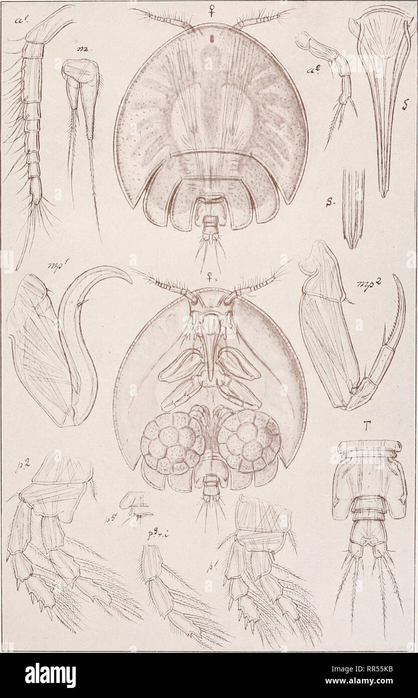 . An account of the Crustacea of Norway, with short descriptions and figures of all the species. Crustacea -- Norway. Artotrogidse. Copepoda Cyclopoida. PI. LXXVIII.. G. O. Sars, del. Artotrogus orbicularis, Boeck.. Please note that these images are extracted from scanned page images that may have been digitally enhanced for readability - coloration and appearance of these illustrations may not perfectly resemble the original work.. Sars, G. O. (Georg Ossian), 1837-1927. Christiania, Copenhagen, A. Cammermeyer Stock Photo