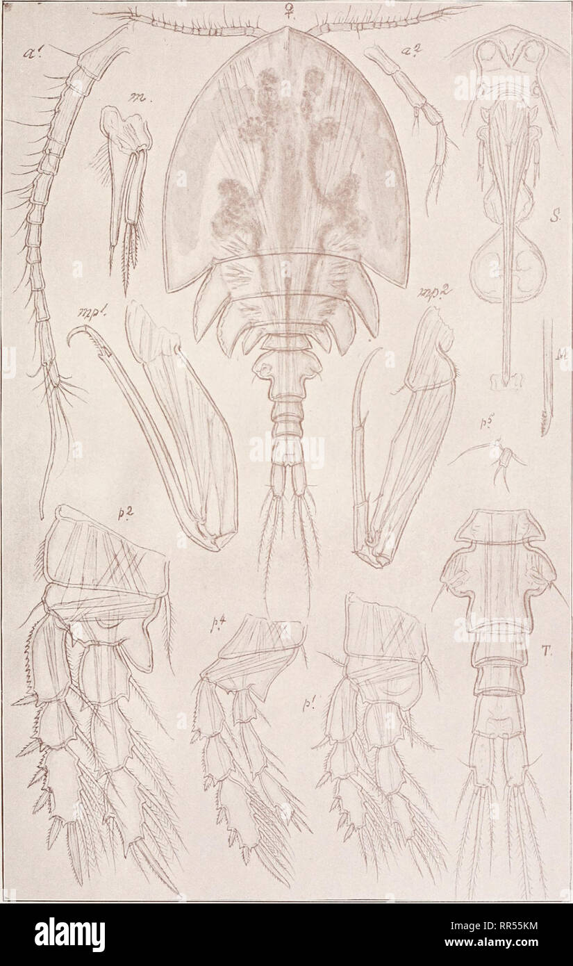 . An account of the Crustacea of Norway, with short descriptions and figures of all the species. Crustacea -- Norway. Dyspontiidae. Copepoda Cyclopoida. PI. LXXVI.. G. O. Sars, del. Bradypontius caudatus, G. O. Sars, n. sp.. Please note that these images are extracted from scanned page images that may have been digitally enhanced for readability - coloration and appearance of these illustrations may not perfectly resemble the original work.. Sars, G. O. (Georg Ossian), 1837-1927. Christiania, Copenhagen, A. Cammermeyer Stock Photo