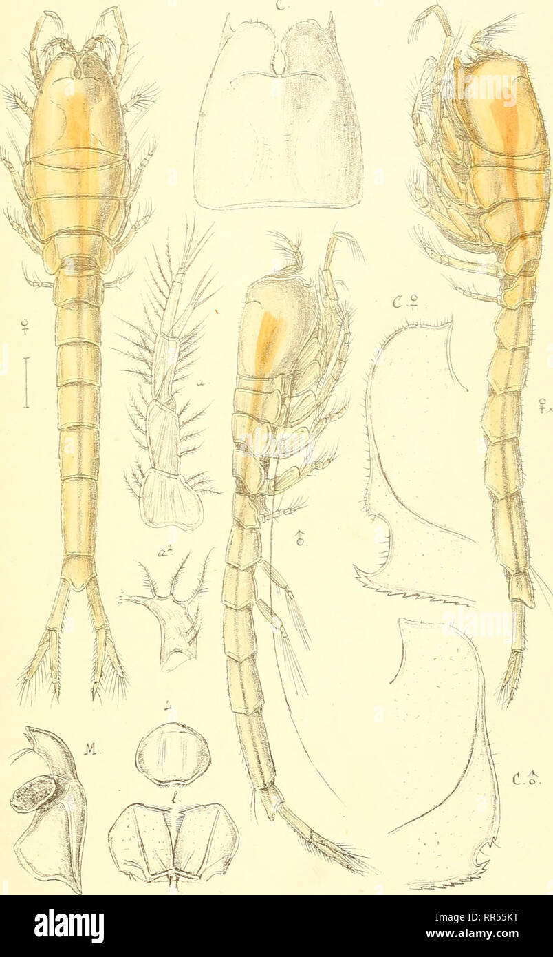 . An account of the Crustacea of Norway, with short descriptions and figures of all the species. Crustacea -- Norway. Leuconidae. Cumace a. PL-XXVTT.. Tr^kL i den priv.OpmaaJing Chr Eudorella, emsLrqinatoL/Kroyer). Please note that these images are extracted from scanned page images that may have been digitally enhanced for readability - coloration and appearance of these illustrations may not perfectly resemble the original work.. Sars, G. O. (Georg Ossian), 1837-1927. Christiania, Copenhagen, A. Cammermeyer Stock Photo