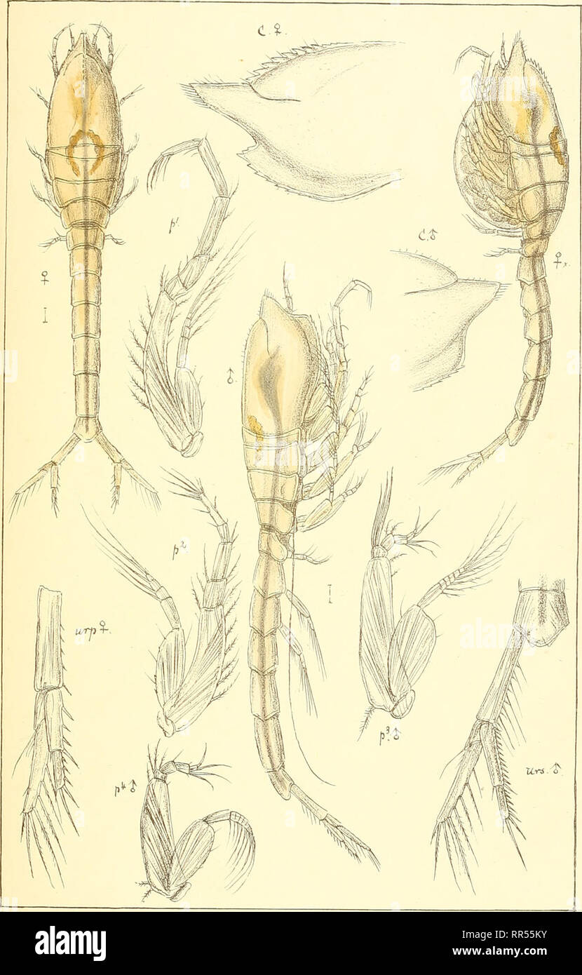 . An account of the Crustacea of Norway, with short descriptions and figures of all the species. Crustacea -- Norway. Leuconidae. Cuinace a. PL3Xffl:.. Trykt i den priv.Ppmaa.ling Chr. Leucon acubirostris,G.O.Sars.. Please note that these images are extracted from scanned page images that may have been digitally enhanced for readability - coloration and appearance of these illustrations may not perfectly resemble the original work.. Sars, G. O. (Georg Ossian), 1837-1927. Christiania, Copenhagen, A. Cammermeyer Stock Photo