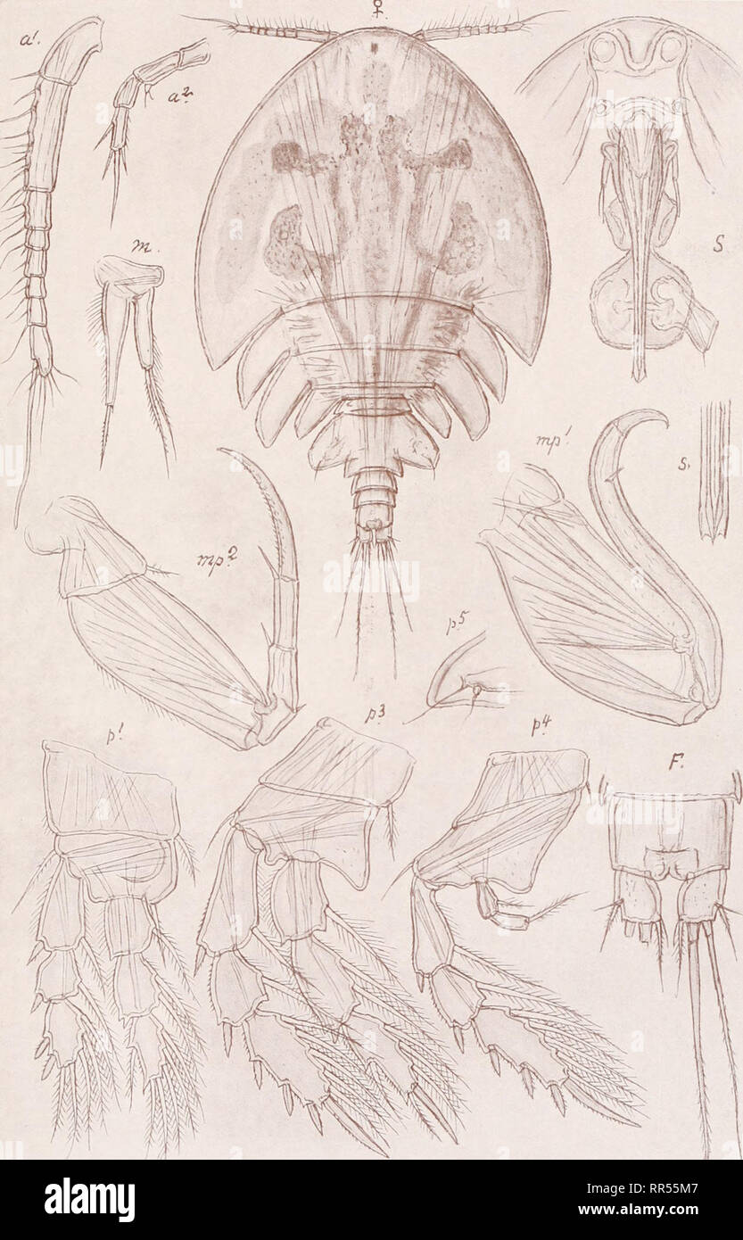. An account of the Crustacea of Norway, with short descriptions and figures of all the species. Crustacea -- Norway. Dyspontiidae. Copepoda Cyclopoida. PI. LXXII. G. O. Sars, del. Arctopontius expansus, G. O. Sars.. Please note that these images are extracted from scanned page images that may have been digitally enhanced for readability - coloration and appearance of these illustrations may not perfectly resemble the original work.. Sars, G. O. (Georg Ossian), 1837-1927. Christiania, Copenhagen, A. Cammermeyer Stock Photo
