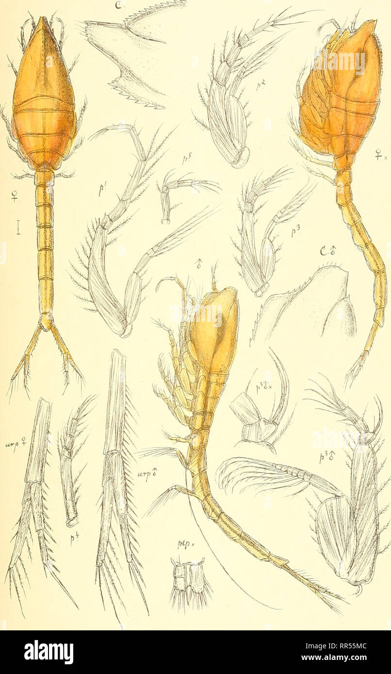 . An account of the Crustacea of Norway, with short descriptions and figures of all the species. Crustacea -- Norway. Leuconidae. Cuinace a. pi.XKor.. Trykt iden priv.Opmaa.lin9 Ch Leucon Fulvus ,G.O.Sa.rs.. Please note that these images are extracted from scanned page images that may have been digitally enhanced for readability - coloration and appearance of these illustrations may not perfectly resemble the original work.. Sars, G. O. (Georg Ossian), 1837-1927. Christiania, Copenhagen, A. Cammermeyer Stock Photo
