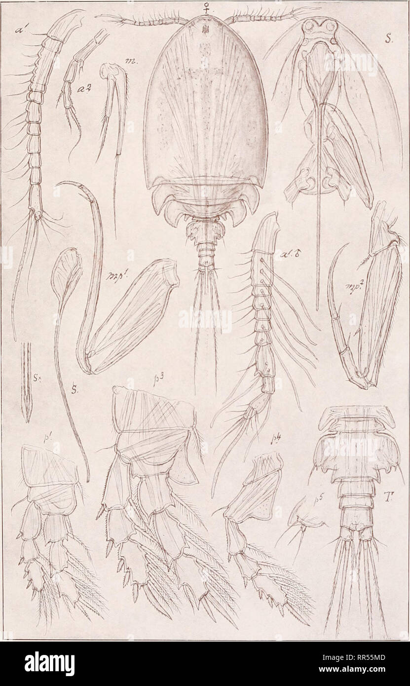 . An account of the Crustacea of Norway, with short descriptions and figures of all the species. Crustacea -- Norway. Dyspontiidae Copepoda Cyclopoida. Pi. LXXI. m*. G. O. Sars, del. Cryptopontius brevifureatus, Gsbr.. Please note that these images are extracted from scanned page images that may have been digitally enhanced for readability - coloration and appearance of these illustrations may not perfectly resemble the original work.. Sars, G. O. (Georg Ossian), 1837-1927. Christiania, Copenhagen, A. Cammermeyer Stock Photo
