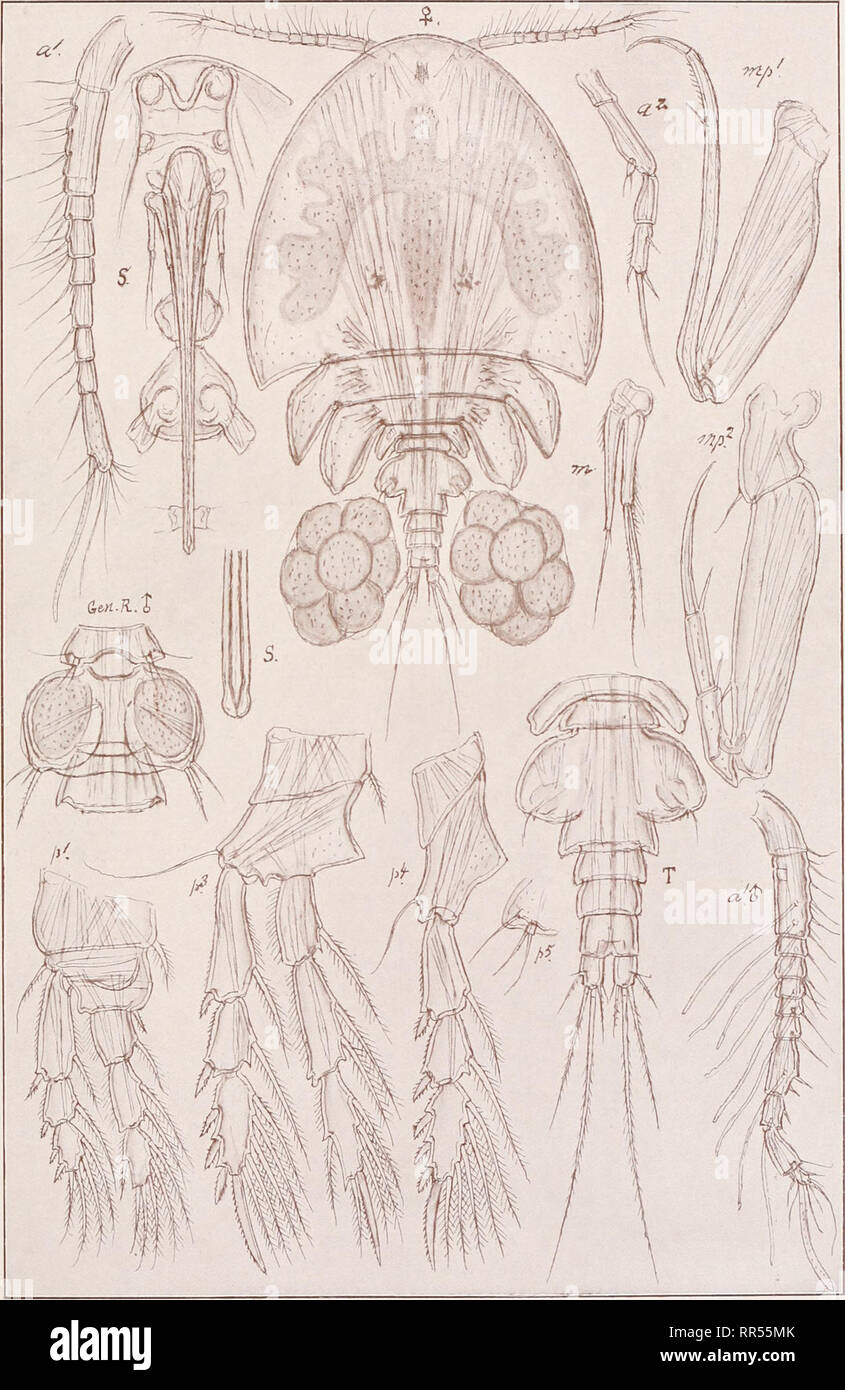 . An account of the Crustacea of Norway, with short descriptions and figures of all the species. Crustacea -- Norway. Dyspontiidae. Copepoda Cyclopoida. pi. LXX. •. G. O. Sars, del. Dyspontius striatus, Thorell.. Please note that these images are extracted from scanned page images that may have been digitally enhanced for readability - coloration and appearance of these illustrations may not perfectly resemble the original work.. Sars, G. O. (Georg Ossian), 1837-1927. Christiania, Copenhagen, A. Cammermeyer Stock Photo