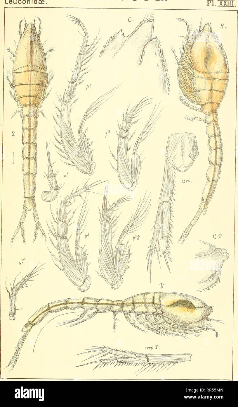 . An account of the Crustacea of Norway, with short descriptions and figures of all the species. Crustacea -- Norway. Leuconidae. Cuma e a.. Tr^Wt i den priv.Opmaarmg Chr. Leucon nasicoides, Lil[jeb,. Please note that these images are extracted from scanned page images that may have been digitally enhanced for readability - coloration and appearance of these illustrations may not perfectly resemble the original work.. Sars, G. O. (Georg Ossian), 1837-1927. Christiania, Copenhagen, A. Cammermeyer Stock Photo