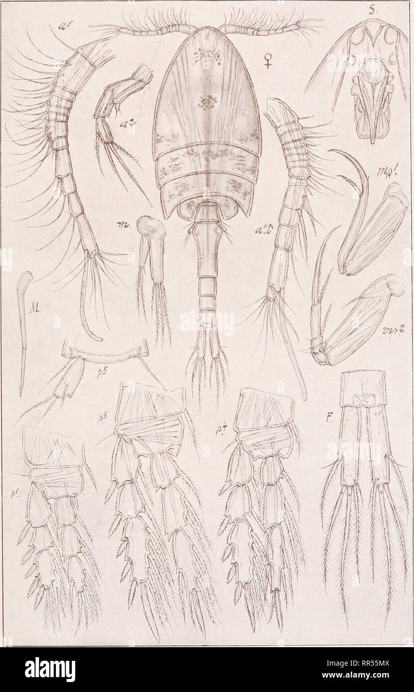 . An account of the Crustacea of Norway, with short descriptions and figures of all the species. Crustacea -- Norway. Myzopontiidae. Copepoda Cyclopoida. PL LXIX. G. O. Sars, del. Neopontius angularis, Scott.. Please note that these images are extracted from scanned page images that may have been digitally enhanced for readability - coloration and appearance of these illustrations may not perfectly resemble the original work.. Sars, G. O. (Georg Ossian), 1837-1927. Christiania, Copenhagen, A. Cammermeyer Stock Photo