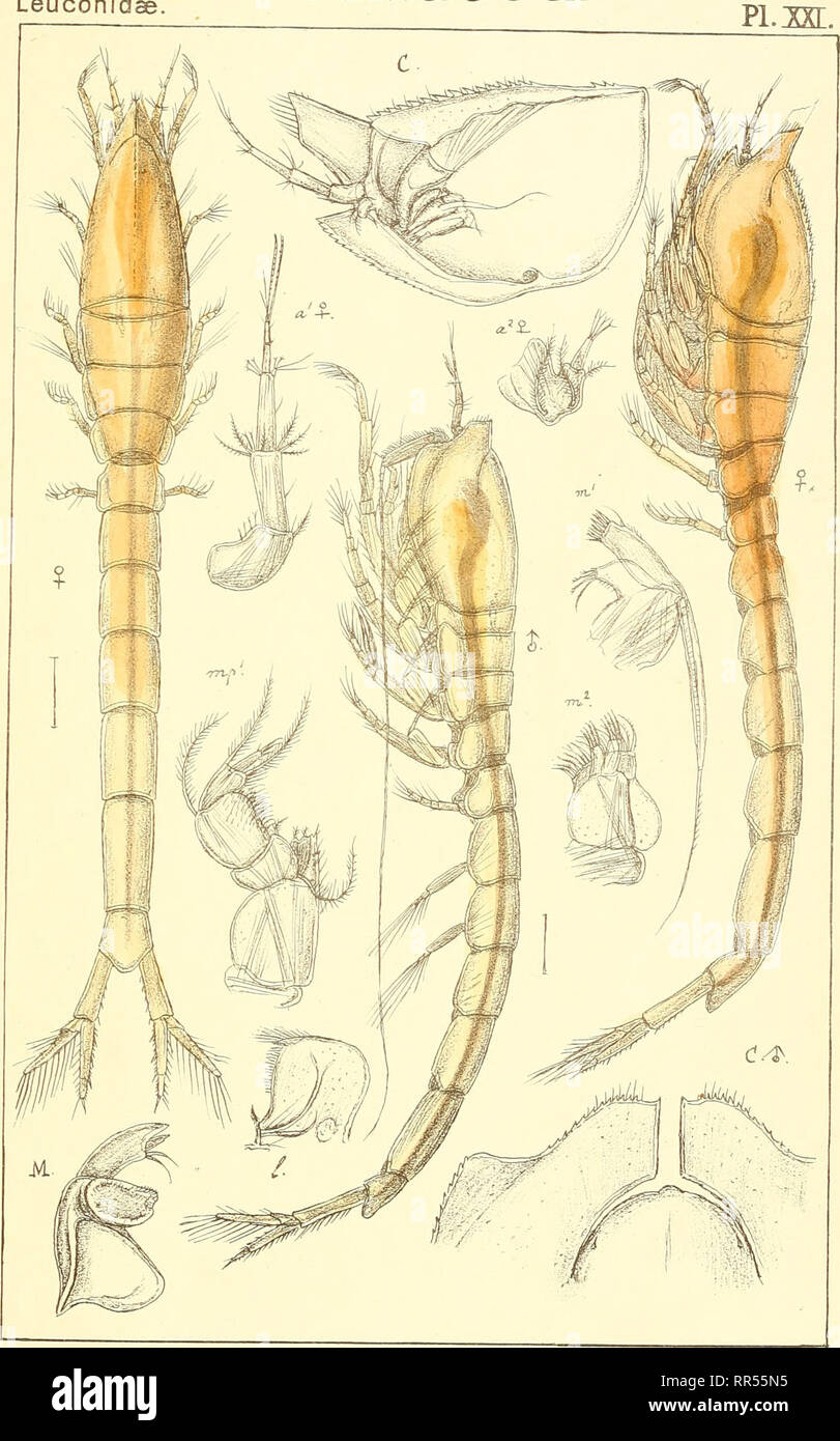 . An account of the Crustacea of Norway, with short descriptions and figures of all the species. Crustacea -- Norway. Leuconid Cumace a. pi.ix:. Tr^kt i den priv.Opmaa-ling Chr. Leucon nasicus,Kr5yer.. Please note that these images are extracted from scanned page images that may have been digitally enhanced for readability - coloration and appearance of these illustrations may not perfectly resemble the original work.. Sars, G. O. (Georg Ossian), 1837-1927. Christiania, Copenhagen, A. Cammermeyer Stock Photo