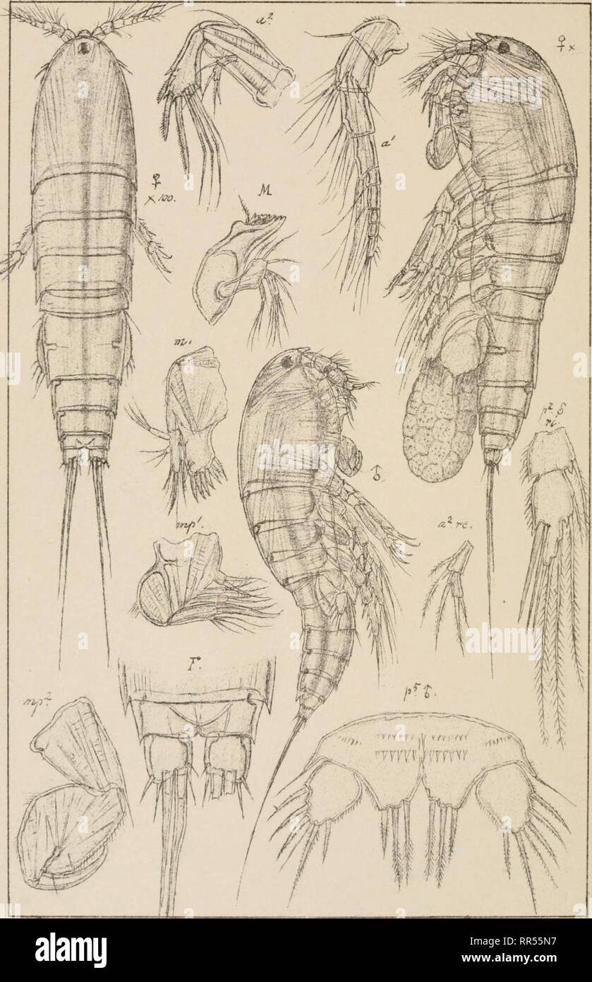 . An account of the Crustacea of Norway, with short descriptions and figures of all the species. Crustacea -- Norway. Thalestridae Copepoda 'Harpacticoida n. LXV.. G.0. Sars, autogr. Parathalestns Clauei, (Norman.) Norsk Lithgr. Officin.. Please note that these images are extracted from scanned page images that may have been digitally enhanced for readability - coloration and appearance of these illustrations may not perfectly resemble the original work.. Sars, G. O. (Georg Ossian), 1837-1927. Christiania, Copenhagen, A. Cammermeyer Stock Photo