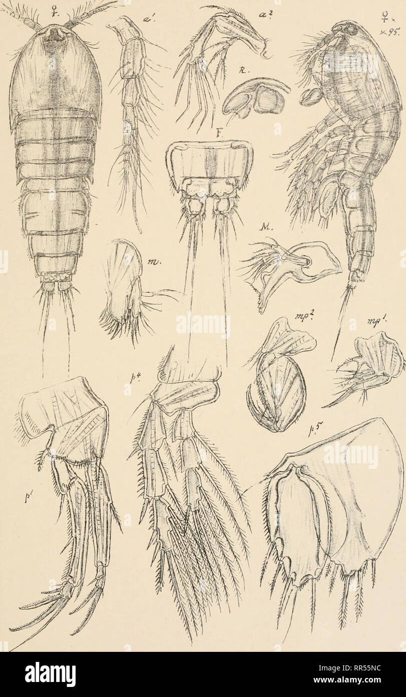 . An account of the Crustacea of Norway, with short descriptions and figures of all the species. Crustacea -- Norway. Thalestridae, Copepoda Harpacticoida. PI. LXIV.. G.O.Sars autoqr. Norsk Lithgr. Offlcin Thalestris purpurea, G.O.Sars. Please note that these images are extracted from scanned page images that may have been digitally enhanced for readability - coloration and appearance of these illustrations may not perfectly resemble the original work.. Sars, G. O. (Georg Ossian), 1837-1927. Christiania, Copenhagen, A. Cammermeyer Stock Photo