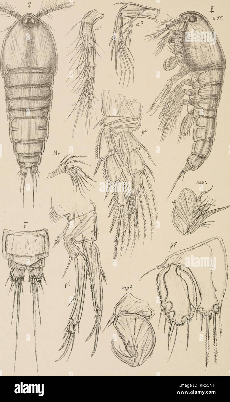 . An account of the Crustacea of Norway, with short descriptions and figures of all the species. Crustacea -- Norway. Thalestridse. Copepoda Harpacticoida. PI. LXI1I.. 6.0.Sars autogr. Norsk Lithgr. OffTcin Thalestris brunnea, G.O.Sars. Please note that these images are extracted from scanned page images that may have been digitally enhanced for readability - coloration and appearance of these illustrations may not perfectly resemble the original work.. Sars, G. O. (Georg Ossian), 1837-1927. Christiania, Copenhagen, A. Cammermeyer Stock Photo