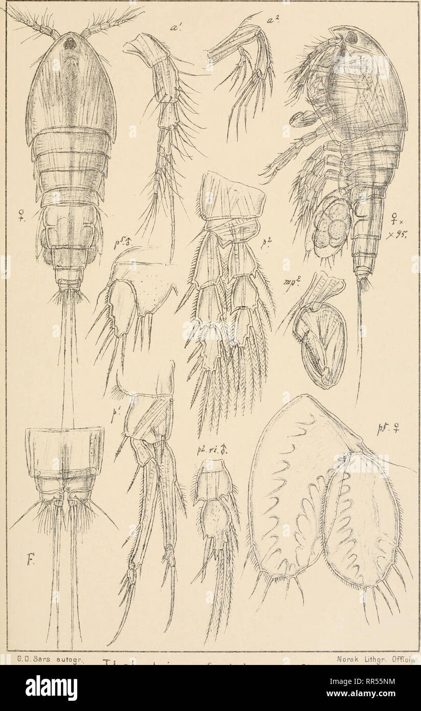 . An account of the Crustacea of Norway, with short descriptions and figures of all the species. Crustacea -- Norway. Thalestridae. Copepoda Harpacticoida. PI. LXIl.. e.O.Sars Thalestris rufoviolacens, CIs. Norsk Lithqr. Offioin. Please note that these images are extracted from scanned page images that may have been digitally enhanced for readability - coloration and appearance of these illustrations may not perfectly resemble the original work.. Sars, G. O. (Georg Ossian), 1837-1927. Christiania, Copenhagen, A. Cammermeyer Stock Photo