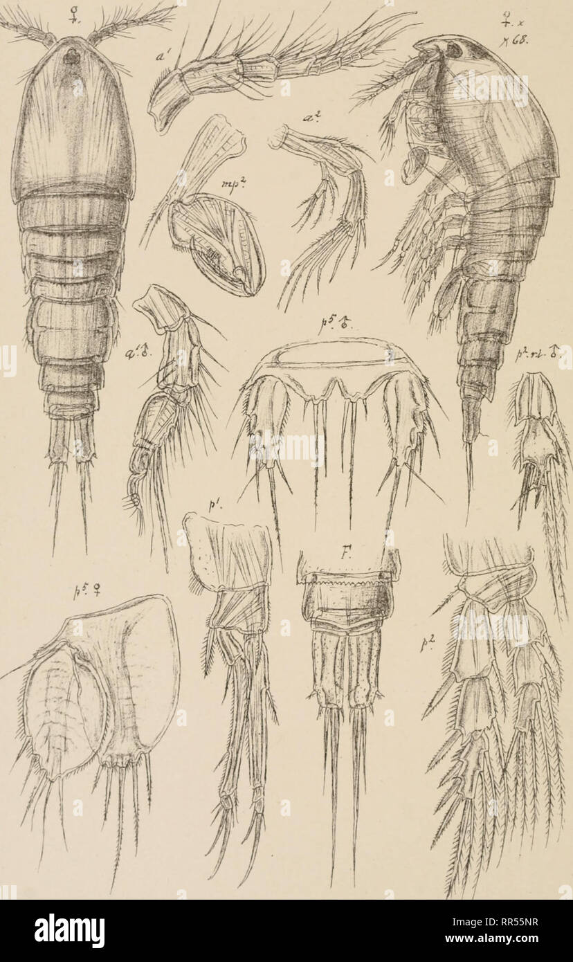 . An account of the Crustacea of Norway, with short descriptions and figures of all the species. Crustacea -- Norway. Thalestridae Copepoda Harpacticoida. PL LIT. 6.0. Sars eutogr Thalesiris gibba (Kroyer) Norsk Lilhgr. Officin. Please note that these images are extracted from scanned page images that may have been digitally enhanced for readability - coloration and appearance of these illustrations may not perfectly resemble the original work.. Sars, G. O. (Georg Ossian), 1837-1927. Christiania, Copenhagen, A. Cammermeyer Stock Photo