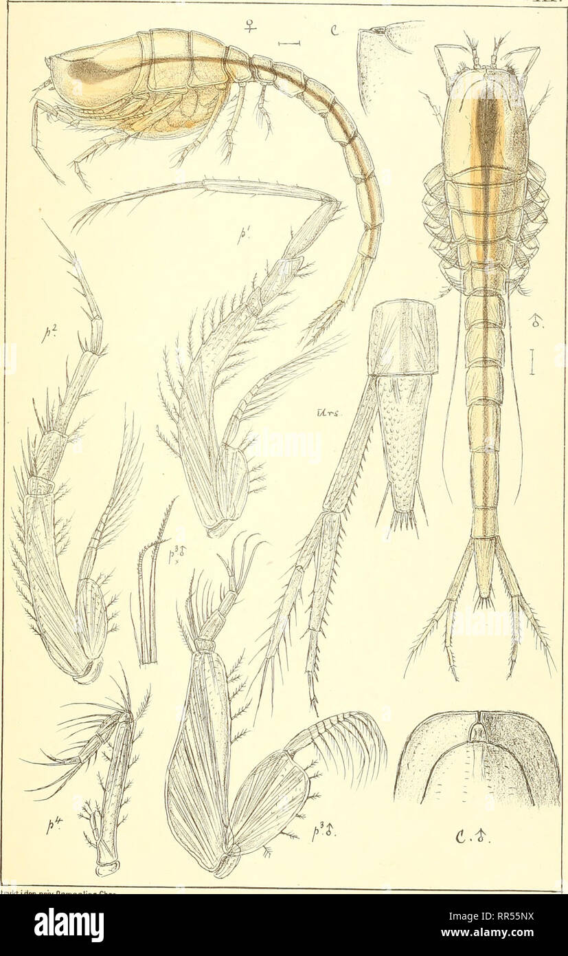 . An account of the Crustacea of Norway, with short descriptions and figures of all the species. Crustacea -- Norway. Lampropidae. Cuinace a. PLJGT.. tfyktiden priv.Opnriaaling Chra Hemilamprops assimilis.G.O.Sars.. Please note that these images are extracted from scanned page images that may have been digitally enhanced for readability - coloration and appearance of these illustrations may not perfectly resemble the original work.. Sars, G. O. (Georg Ossian), 1837-1927. Christiania, Copenhagen, A. Cammermeyer Stock Photo