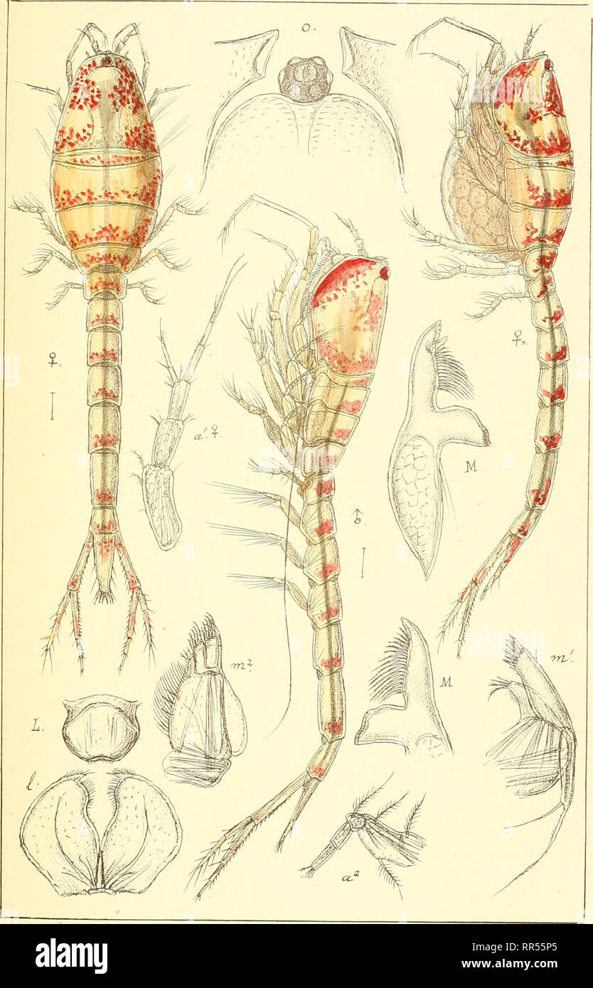 . An account of the Crustacea of Norway, with short descriptions and figures of all the species. Crustacea -- Norway. Lampropidae. OUXTLS-C G 3.. PLXH.. Liyktidenpriv.Opmaaling Chra. HemilsLmprops rosea,(Norm6Ln.). Please note that these images are extracted from scanned page images that may have been digitally enhanced for readability - coloration and appearance of these illustrations may not perfectly resemble the original work.. Sars, G. O. (Georg Ossian), 1837-1927. Christiania, Copenhagen, A. Cammermeyer Stock Photo