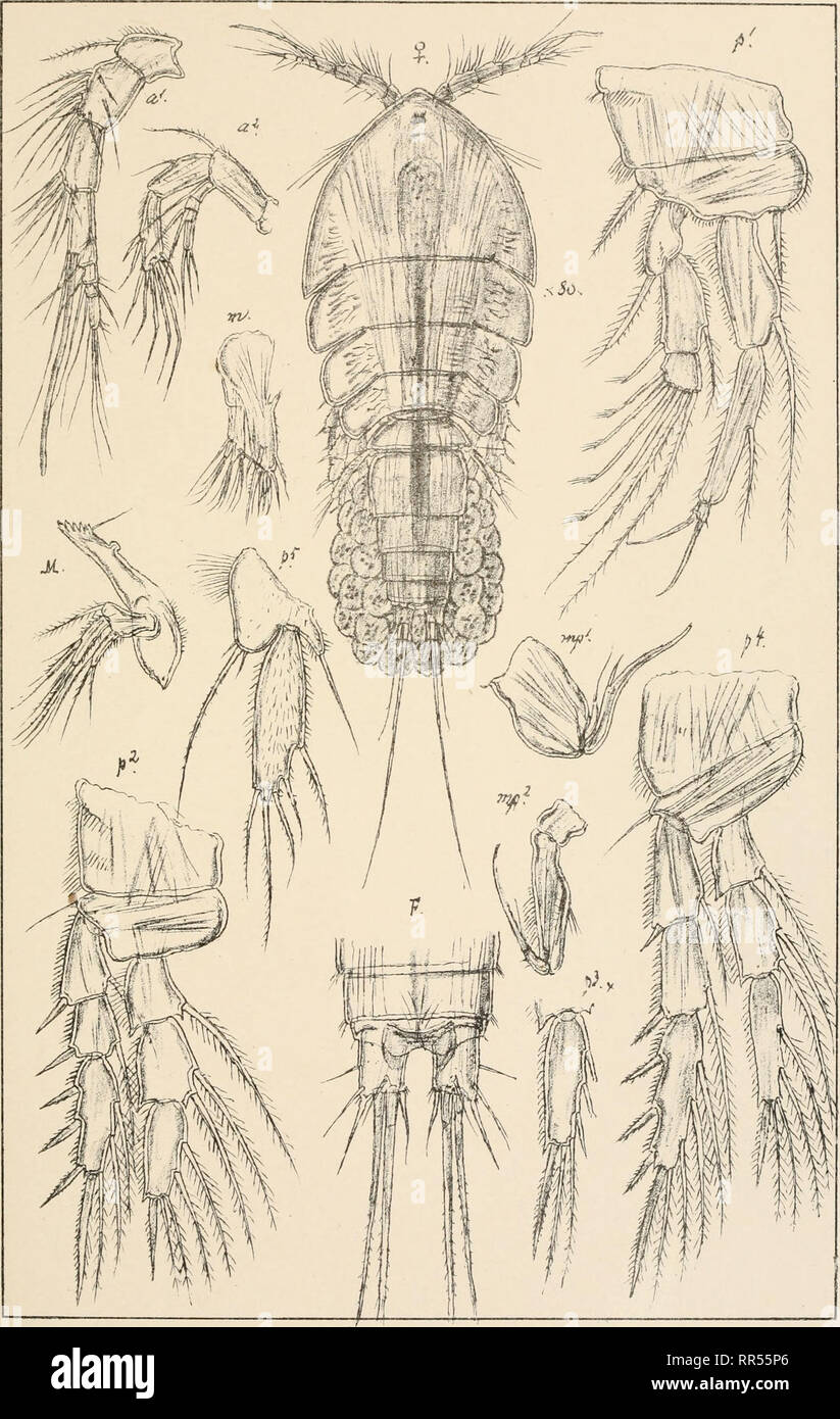. An account of the Crustacea of Norway, with short descriptions and figures of all the species. Crustacea -- Norway. Jdyidas. Copepoda Harpacticoida. PI LVI.. 6.0.Sars autogr. Jdya finmarchiQa , G.O. Sans Norsk Lithgr. OffTcin. Please note that these images are extracted from scanned page images that may have been digitally enhanced for readability - coloration and appearance of these illustrations may not perfectly resemble the original work.. Sars, G. O. (Georg Ossian), 1837-1927. Christiania, Copenhagen, A. Cammermeyer Stock Photo