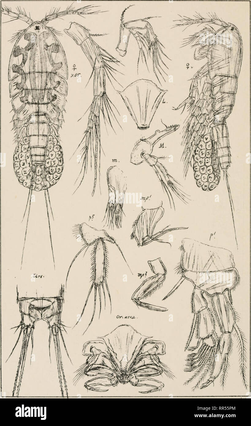 . An account of the Crustacea of Norway, with short descriptions and figures of all the species. Crustacea -- Norway. Jdyid ae. Copepoda Harpacticoida. PI LL.. GO. Sars autogr. Jd ya furcata , (Baird) Norsk Lithgr. Officin.. Please note that these images are extracted from scanned page images that may have been digitally enhanced for readability - coloration and appearance of these illustrations may not perfectly resemble the original work.. Sars, G. O. (Georg Ossian), 1837-1927. Christiania, Copenhagen, A. Cammermeyer Stock Photo
