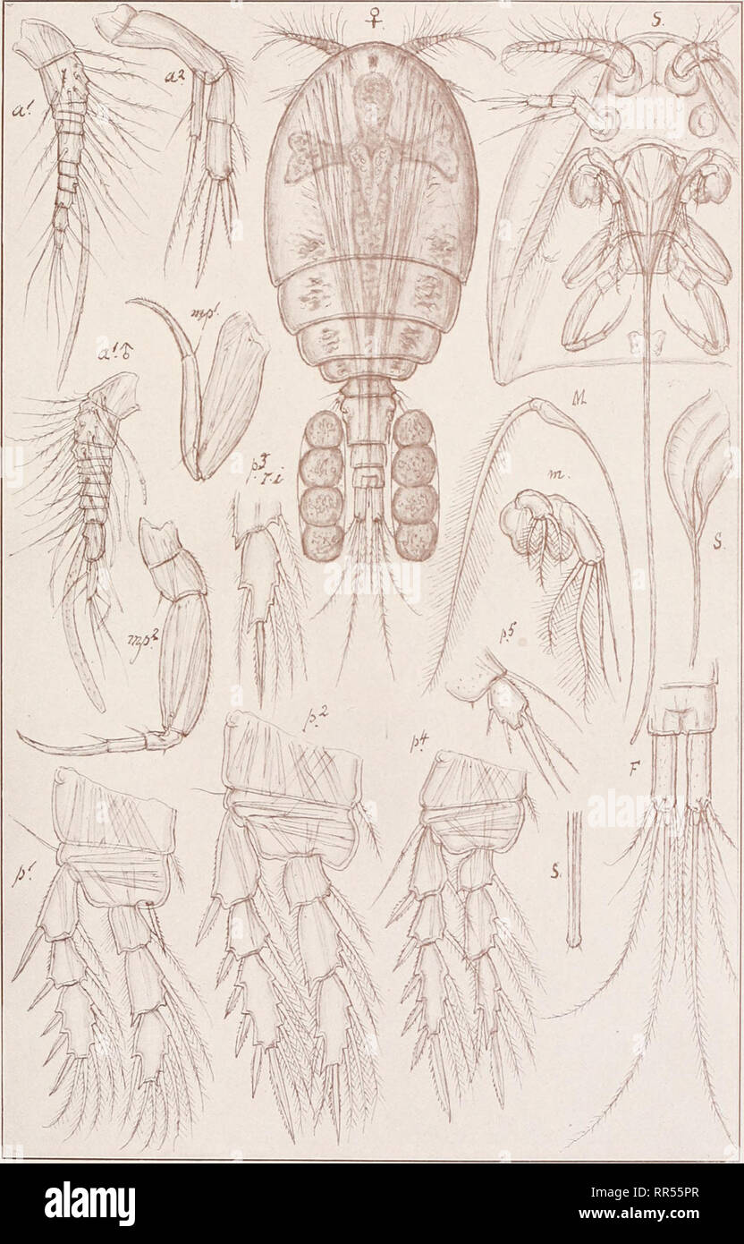 . An account of the Crustacea of Norway, with short descriptions and figures of all the species. Crustacea -- Norway. Acontiophoridae. Copepoda Cyclopoida. PI. LXVII. G. O. Sars. del. Acontiophorus scutatus, Brady.. Please note that these images are extracted from scanned page images that may have been digitally enhanced for readability - coloration and appearance of these illustrations may not perfectly resemble the original work.. Sars, G. O. (Georg Ossian), 1837-1927. Christiania, Copenhagen, A. Cammermeyer Stock Photo