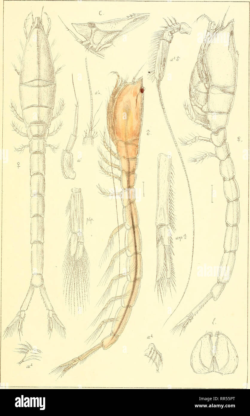 . An account of the Crustacea of Norway, with short descriptions and figures of all the species. Crustacea -- Norway. Cumidae. Cuinace a. Pl.Y.. Uyktiden priv.Opmaaling Chra- iphinoe trispinosa,(Goodsir).. Please note that these images are extracted from scanned page images that may have been digitally enhanced for readability - coloration and appearance of these illustrations may not perfectly resemble the original work.. Sars, G. O. (Georg Ossian), 1837-1927. Christiania, Copenhagen, A. Cammermeyer Stock Photo