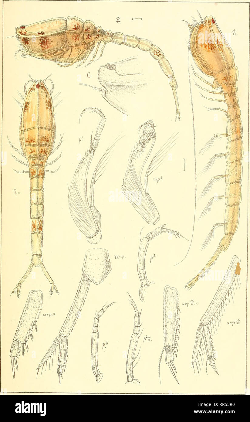 . An account of the Crustacea of Norway, with short descriptions and figures of all the species. Crustacea -- Norway. Cumidae. Cumace a. PLK. tiyktt den priv.Opmaaling Chra. Cuma Edwardsii,Goodsir.. Please note that these images are extracted from scanned page images that may have been digitally enhanced for readability - coloration and appearance of these illustrations may not perfectly resemble the original work.. Sars, G. O. (Georg Ossian), 1837-1927. Christiania, Copenhagen, A. Cammermeyer Stock Photo