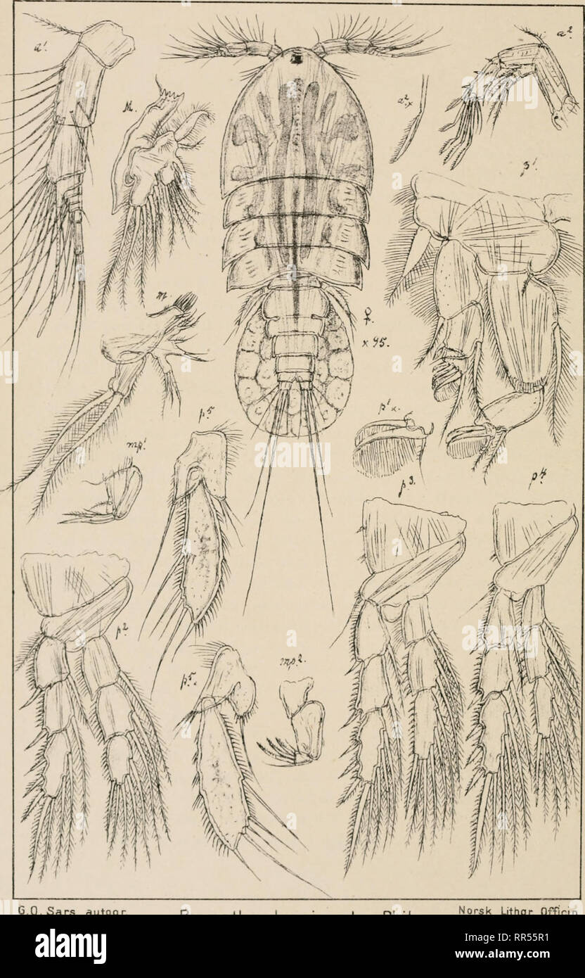 . An account of the Crustacea of Norway, with short descriptions and figures of all the species. Crustacea -- Norway. Jdyidas. Copepoda Harpacticoida. Fl.XUX. '). autogr. psamathe lonqicauda, Phil. &quot;°rsk Uth9r-Offfcin-. Please note that these images are extracted from scanned page images that may have been digitally enhanced for readability - coloration and appearance of these illustrations may not perfectly resemble the original work.. Sars, G. O. (Georg Ossian), 1837-1927. Christiania, Copenhagen, A. Cammermeyer Stock Photo