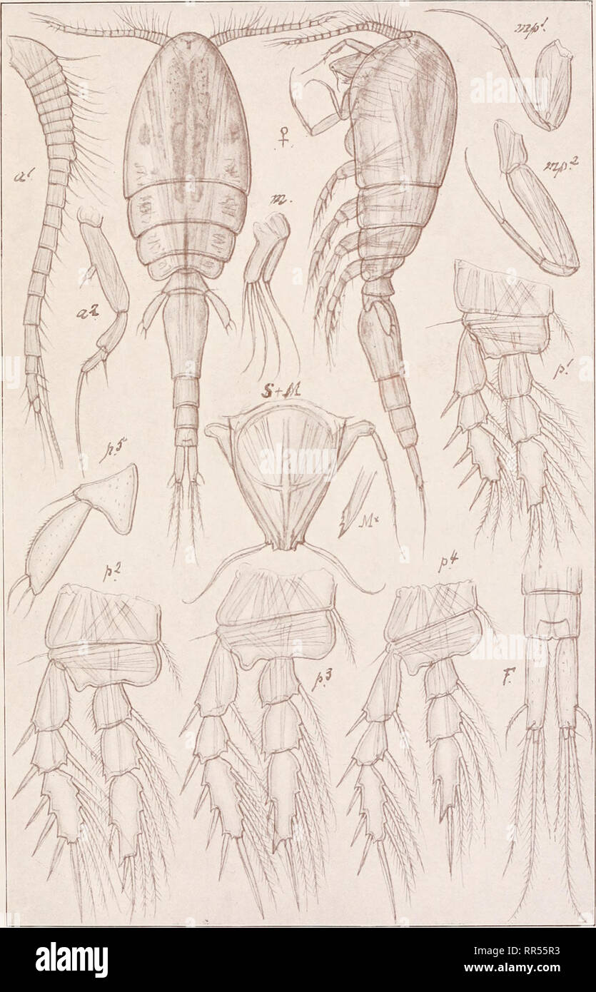 . An account of the Crustacea of Norway, with short descriptions and figures of all the species. Crustacea -- Norway. Ascomyzontidae. Copepoda Cyclopoida. PI. LXV.. G. O. Sars, del. Leptomyzon elegans, (A. Scott).. Please note that these images are extracted from scanned page images that may have been digitally enhanced for readability - coloration and appearance of these illustrations may not perfectly resemble the original work.. Sars, G. O. (Georg Ossian), 1837-1927. Christiania, Copenhagen, A. Cammermeyer Stock Photo