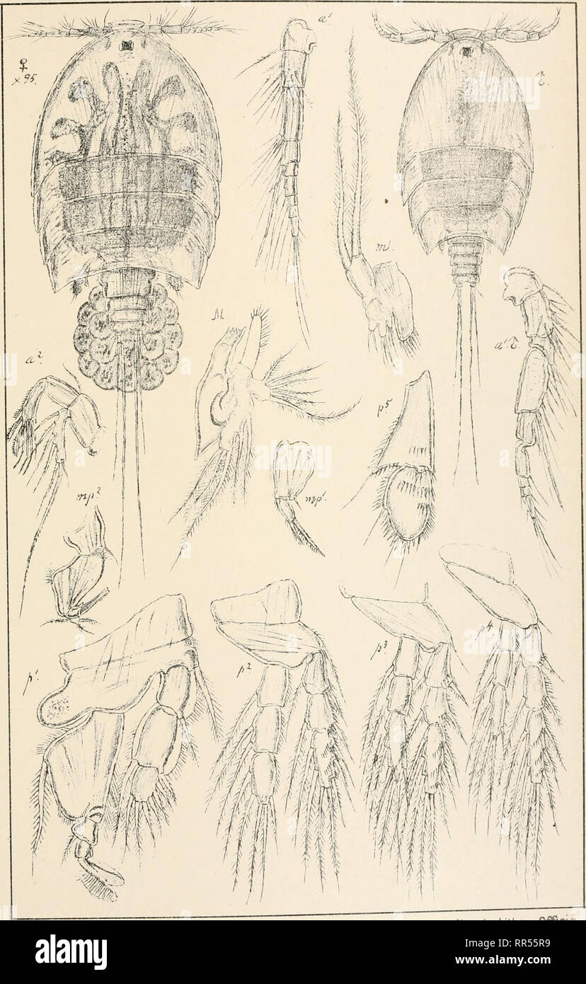 . An account of the Crustacea of Norway, with short descriptions and figures of all the species. Crustacea -- Norway. idyidae Copepoda Harpacticoida. FLXLW , A, &gt; ;;••;•:-'- •;.«&quot;•. ---3 ti^;/'.•.•-,.• •;^«/i. M.&gt; ift ,'X«s;/f ? ',-,:-'»•:••''', ;; .i .-   /M /•? / n t it Vi xi i /J JO ' ^- IIIII mm *M1r.M$ l.v JAWX'/? •;'Avv '-fi'W/'K •• f'./AvAi! ^.wi 'im. G.O.Sars autogr. Aspidiscus falcatus, Norman Norsk Lithgr. Officin.. Please note that these images are extracted from scanned page images that may have been digitally enhanced for readability - coloration and appearance of Stock Photo