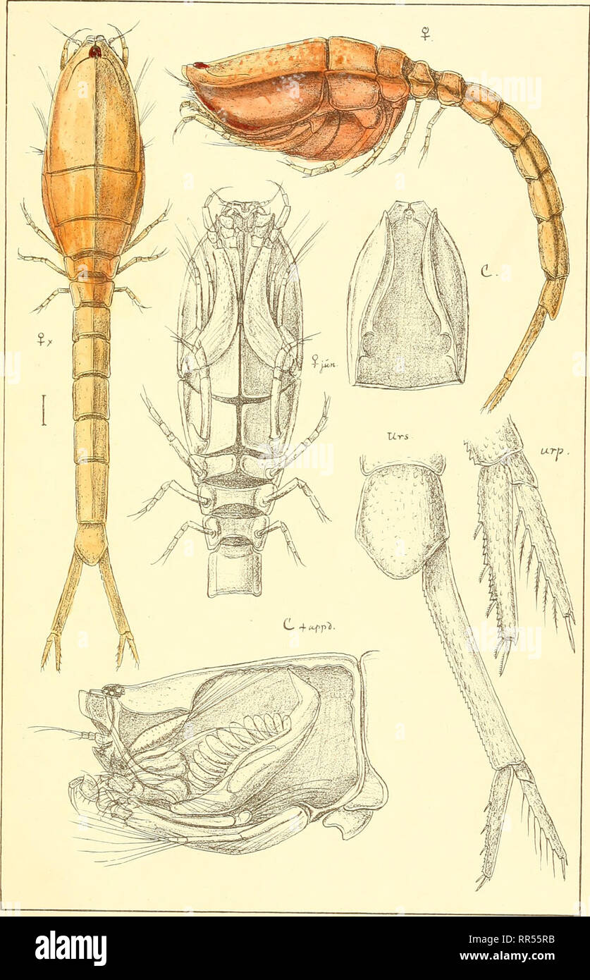 . An account of the Crustacea of Norway, with short descriptions and figures of all the species. Crustacea -- Norway. Cumidae. Cumace a PL I.. trvktiden priv.Opmaaling Chra. Cuma scorpioicles,(Mont).. Please note that these images are extracted from scanned page images that may have been digitally enhanced for readability - coloration and appearance of these illustrations may not perfectly resemble the original work.. Sars, G. O. (Georg Ossian), 1837-1927. Christiania, Copenhagen, A. Cammermeyer Stock Photo