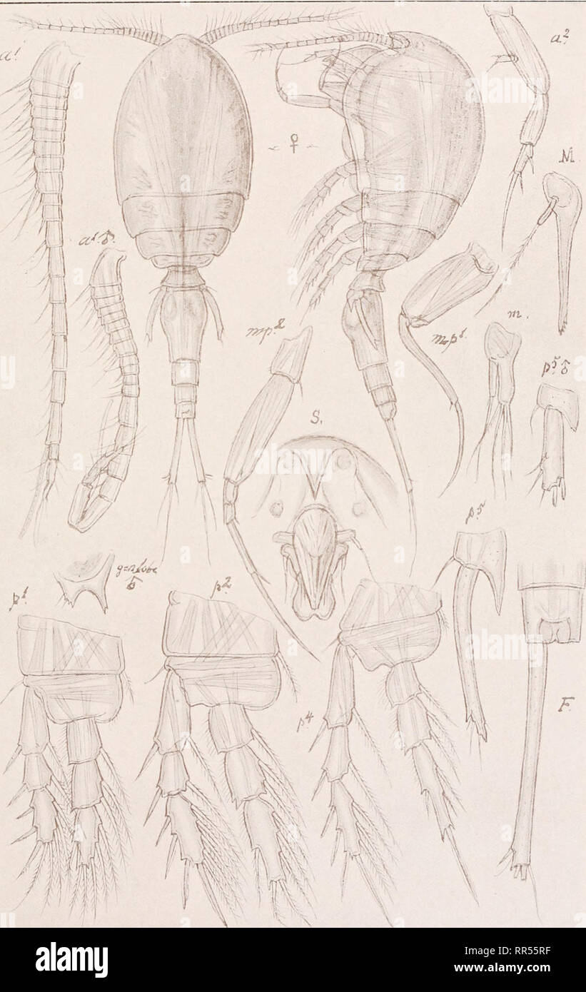 . An account of the Crustacea of Norway, with short descriptions and figures of all the species. Crustacea -- Norway. Ascomyzontidae Copepoda Cyclopoida PI LXIII. a'. I G. O. Sars, del. Collocheres gracilicauda (Brady). Please note that these images are extracted from scanned page images that may have been digitally enhanced for readability - coloration and appearance of these illustrations may not perfectly resemble the original work.. Sars, G. O. (Georg Ossian), 1837-1927. Christiania, Copenhagen, A. Cammermeyer Stock Photo