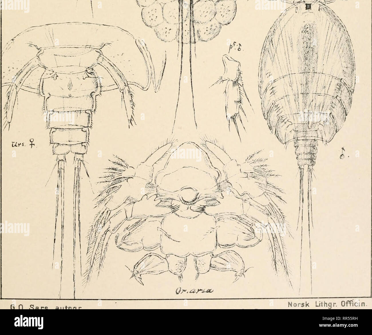 . An account of the Crustacea of Norway, with short descriptions and figures of all the species. Crustacea -- Norway. ''/-?  t ' '/A^f, nnM m  :// /; • ^&quot;^^' ^ 3 //; 1 C- J-^: fS '; / A; ,,' • i -,: -71^^- V* ' ' !• . •' : &quot;• ,• ^i-n-^L^^a- • v &quot; / » ^ r^Tj? i •-'• :' M-il^/^^4 ^- '/ ' r ' ;.-f/ • i ^-w r^^v x--jv M /.-,v . ' -' ^i /./% i I ^;v ' cs p ; '; I I fi ^ •• i! ^ K 1 M Hi S • ; • ' -f M •^ -- ifr^€^ !»•' i SS tfl ---h --4.,, i. G.O.Sars autogr. ^ rt c Aspidiscus Siitorahs, G.O.. Please note that these images are extracted from scanned page images that may have be Stock Photo